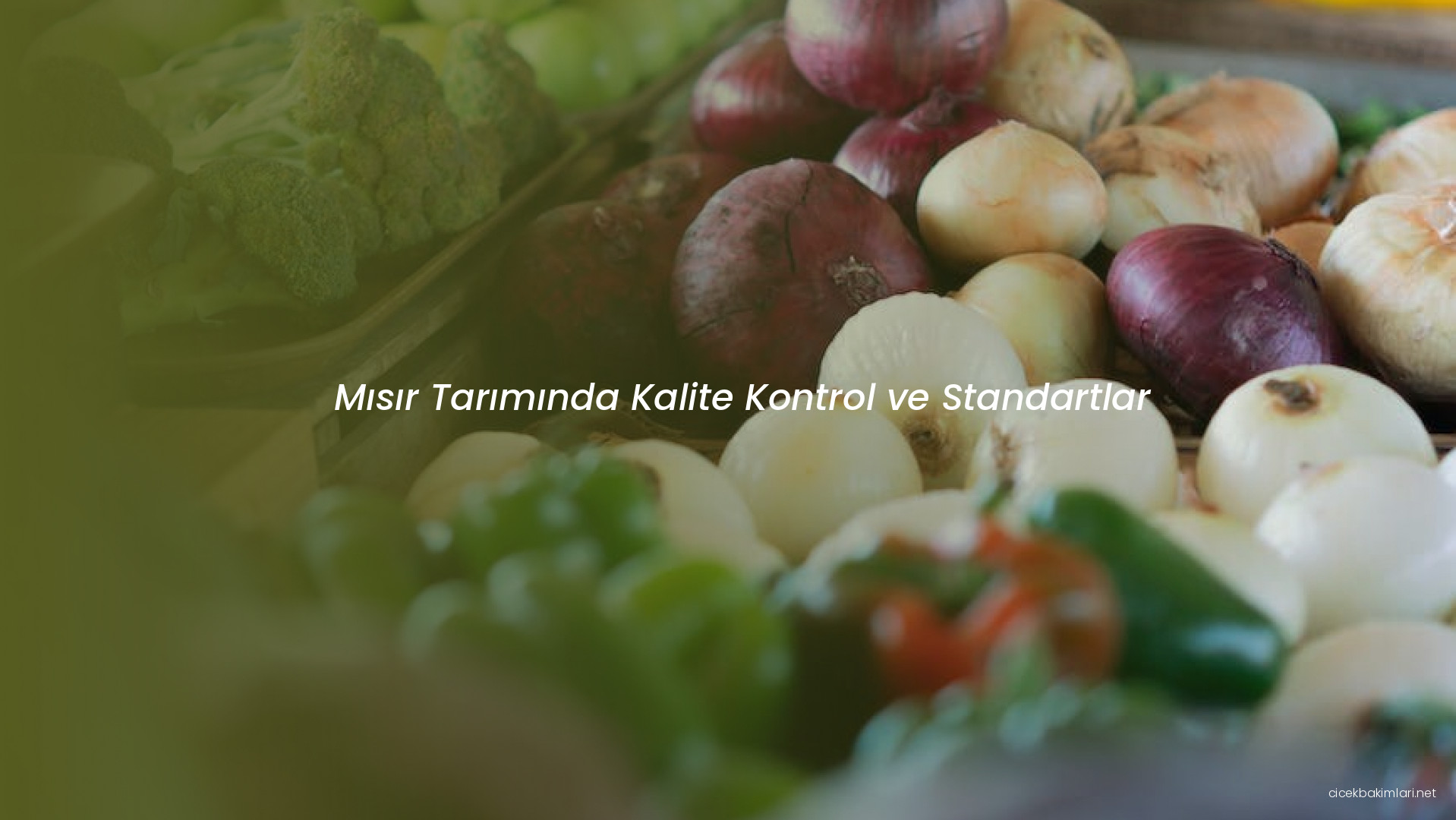 Mısır Tarımında Kalite Kontrol ve Standartlar