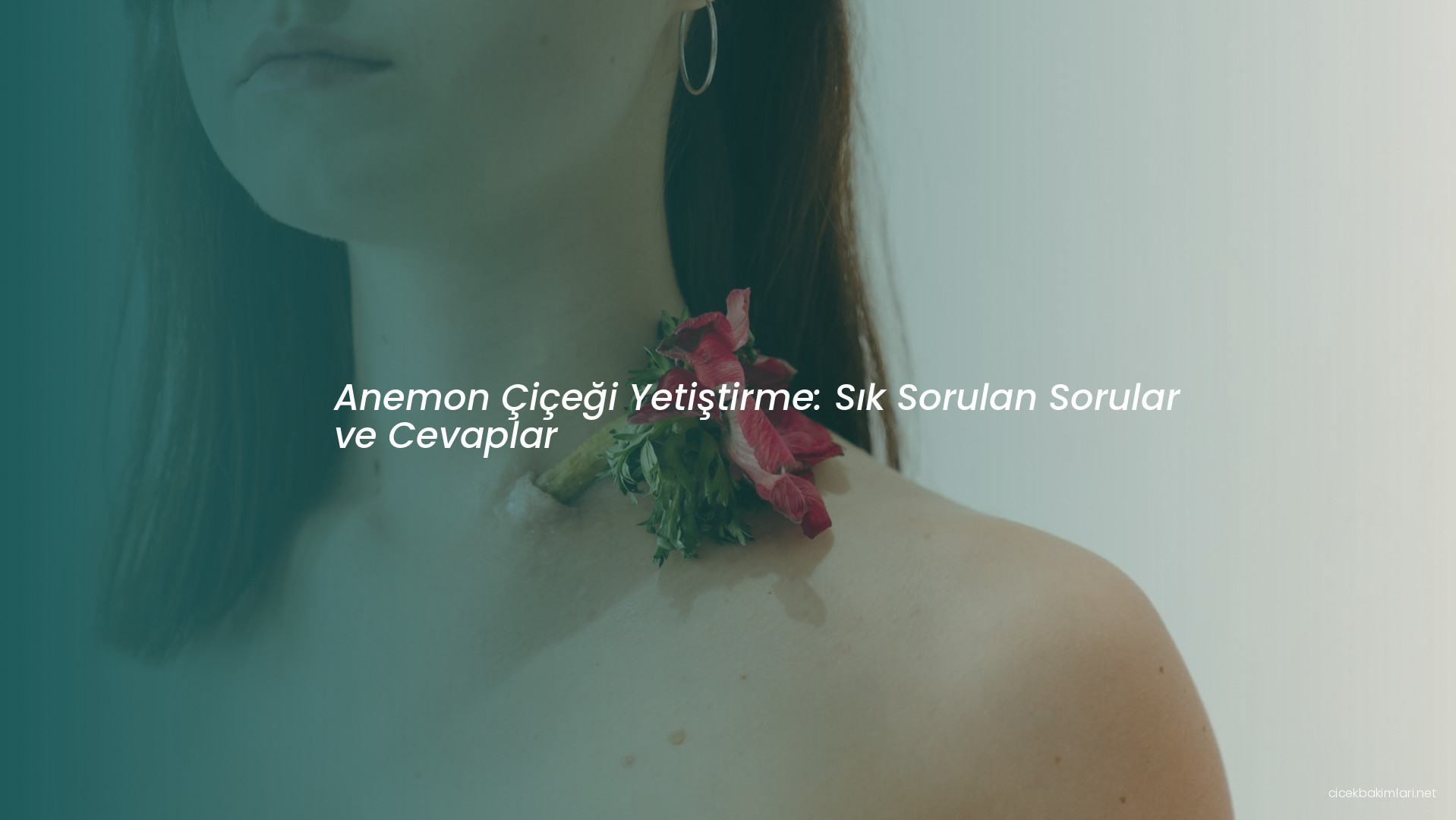 Anemon Çiçeği Yetiştirme: Sık Sorulan Sorular ve Cevaplar