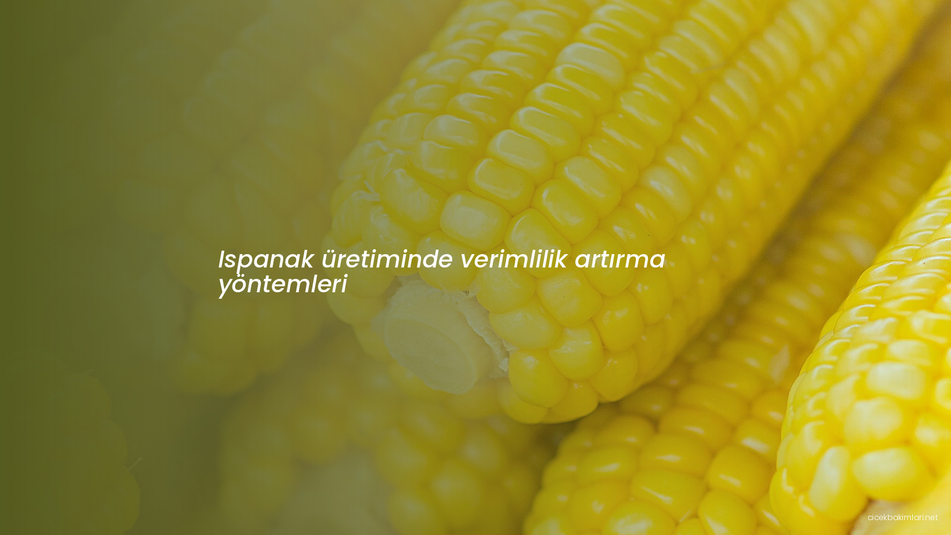 Ispanak üretiminde verimlilik artırma yöntemleri