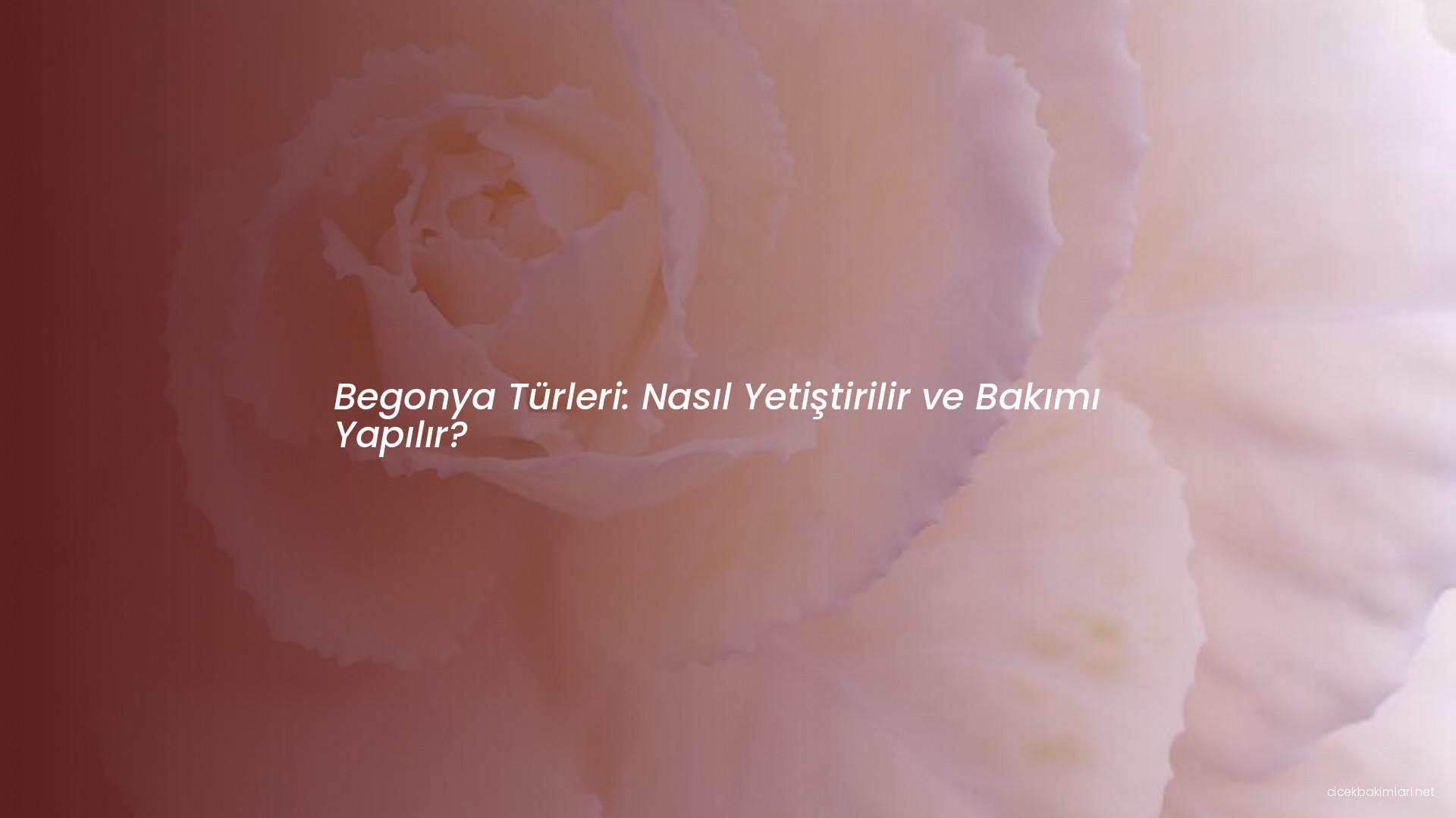 Begonya Türleri: Nasıl Yetiştirilir ve Bakımı Yapılır?