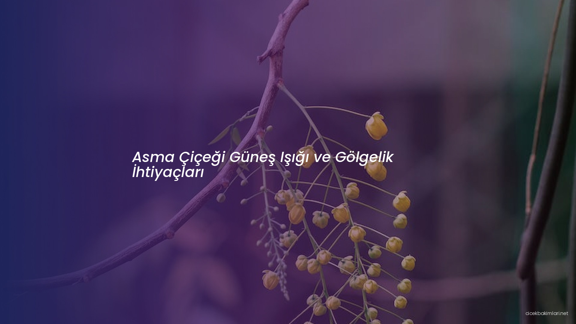 Asma Çiçeği Güneş Işığı ve Gölgelik İhtiyaçları