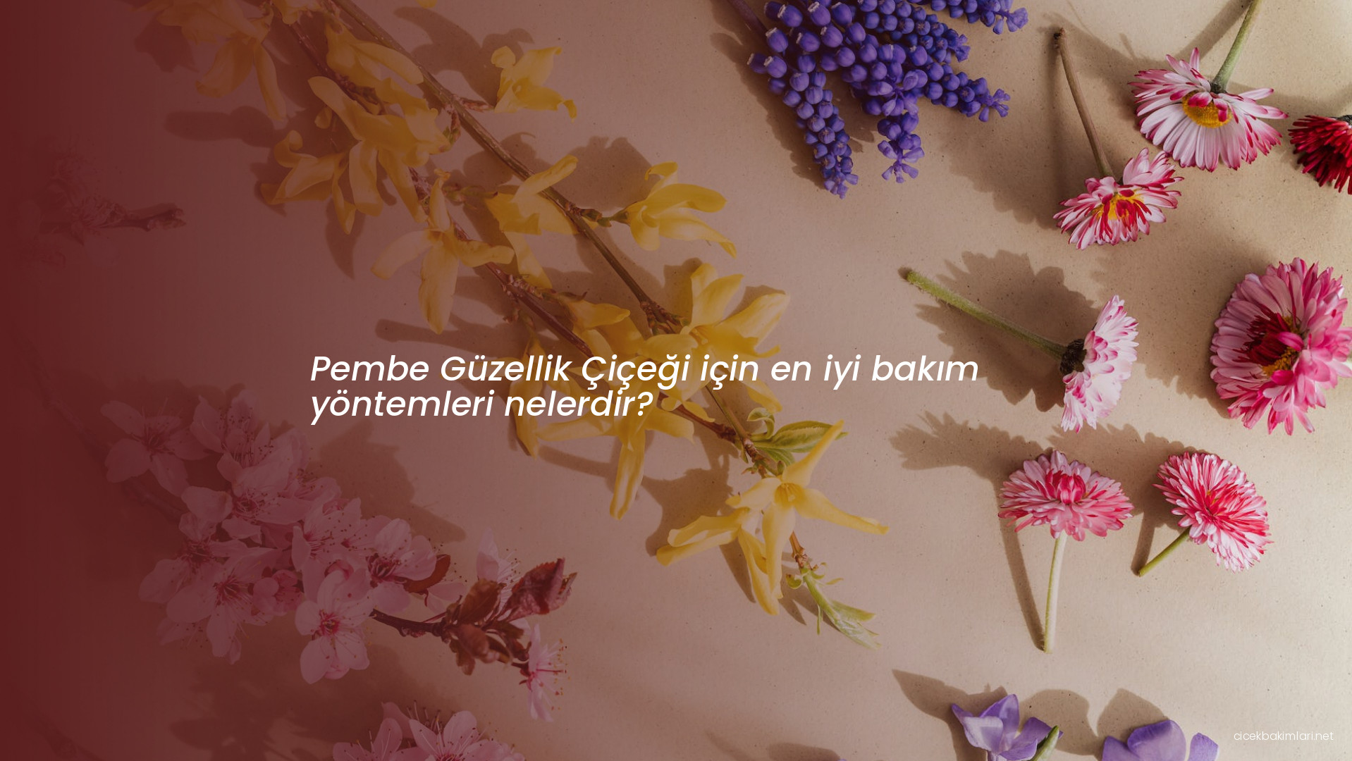 Pembe Güzellik Çiçeği için en iyi bakım yöntemleri nelerdir?