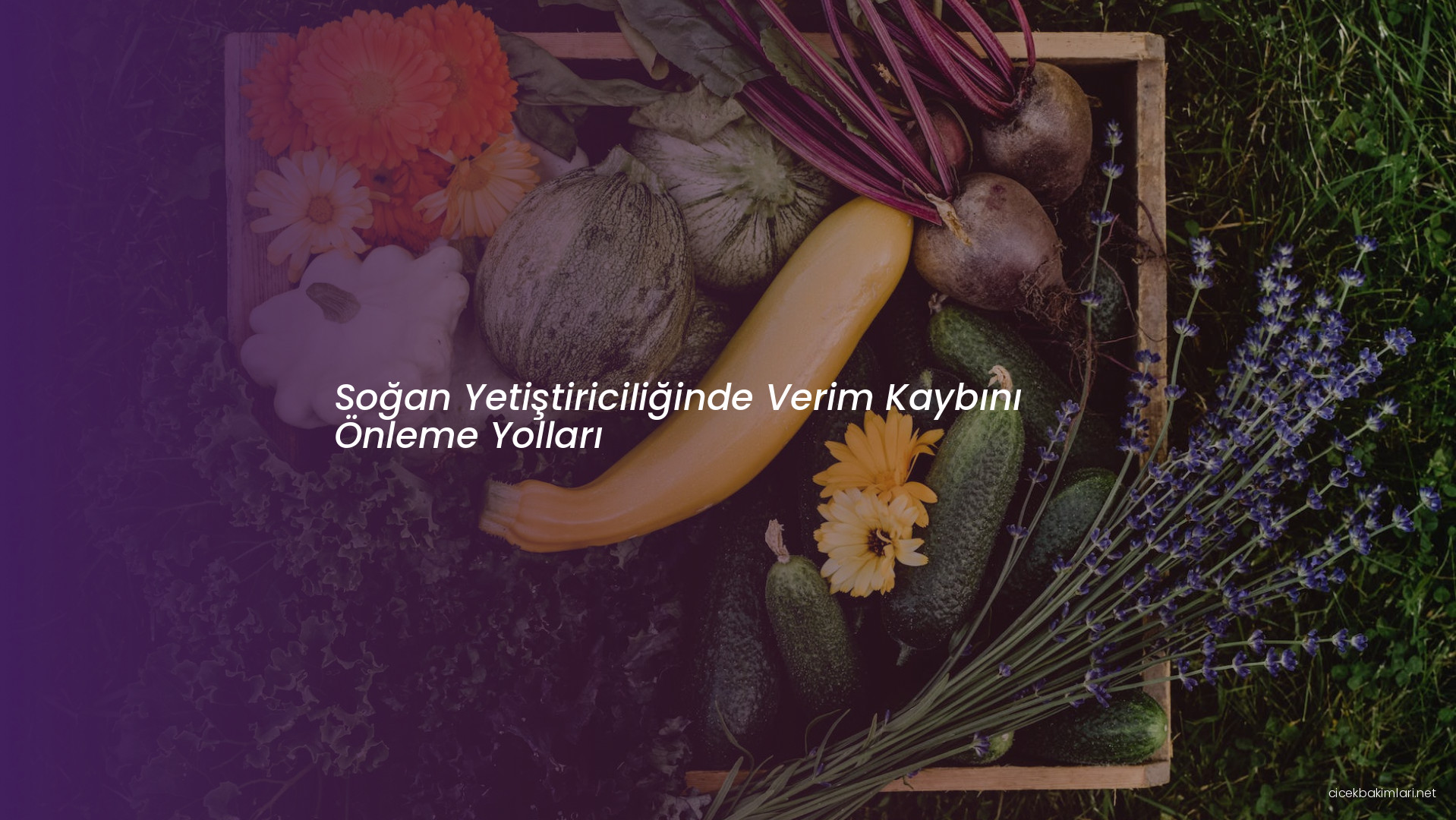 Soğan Yetiştiriciliğinde Verim Kaybını Önleme Yolları