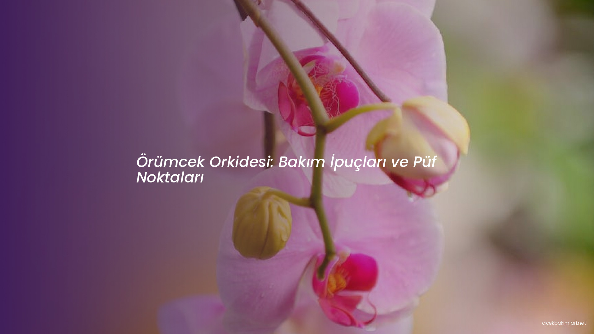 Örümcek Orkidesi: Bakım İpuçları ve Püf Noktaları