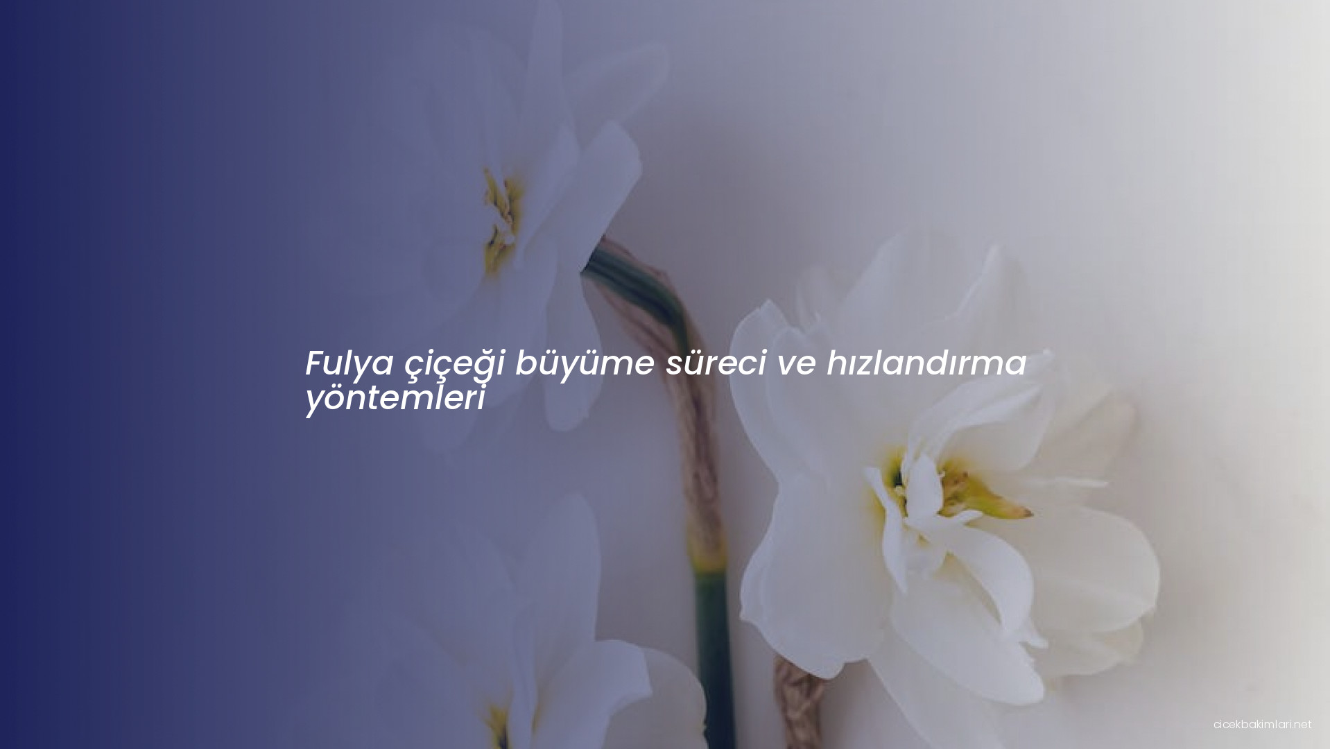 Fulya çiçeği büyüme süreci ve hızlandırma yöntemleri