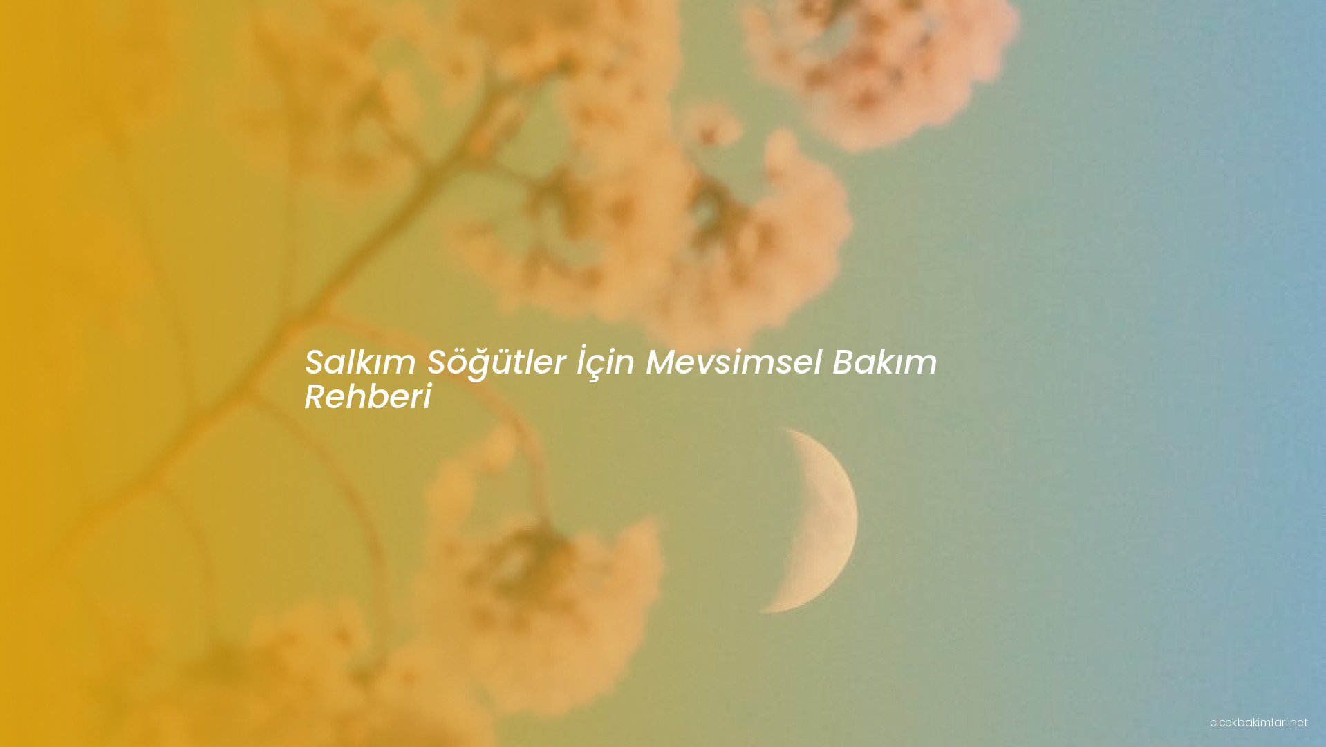 Salkım Söğütler İçin Mevsimsel Bakım Rehberi