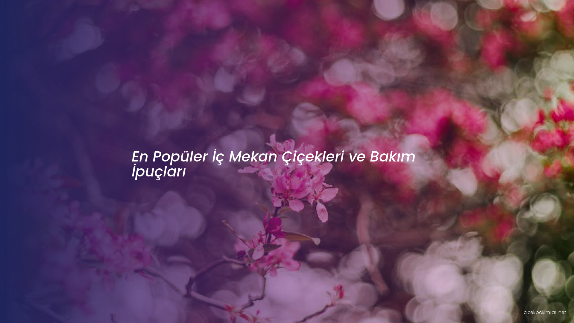 En Popüler İç Mekan Çiçekleri ve Bakım İpuçları