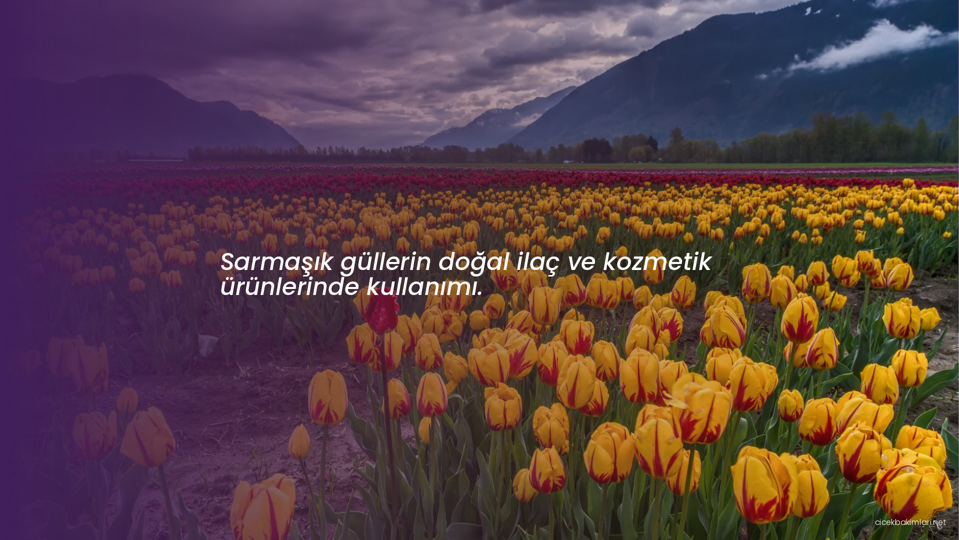 Sarmaşık güllerin doğal ilaç ve kozmetik ürünlerinde kullanımı.