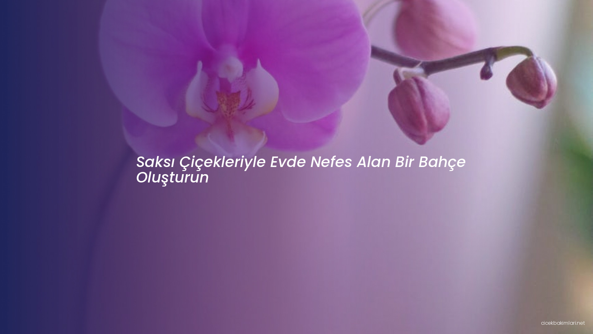 Saksı Çiçekleriyle Evde Nefes Alan Bir Bahçe Oluşturun