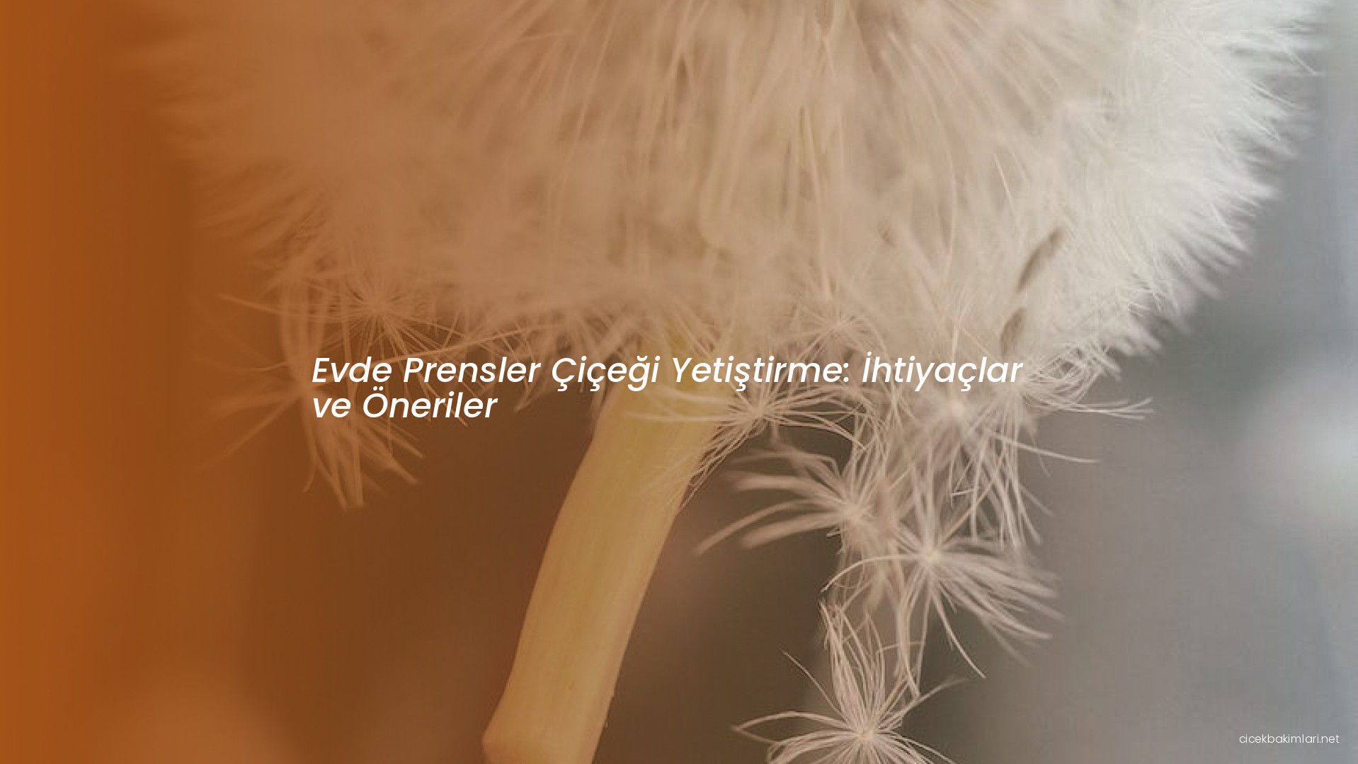 Evde Prensler Çiçeği Yetiştirme: İhtiyaçlar ve Öneriler