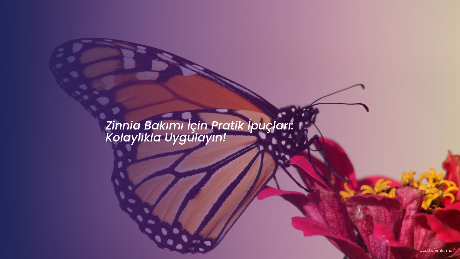 Zinnia Bakımı İçin Pratik İpuçları: Kolaylıkla Uygulayın!