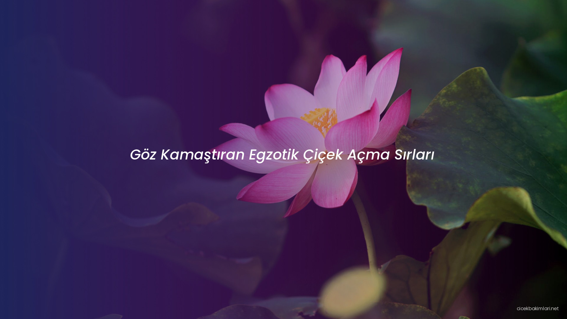 Göz Kamaştıran Egzotik Çiçek Açma Sırları