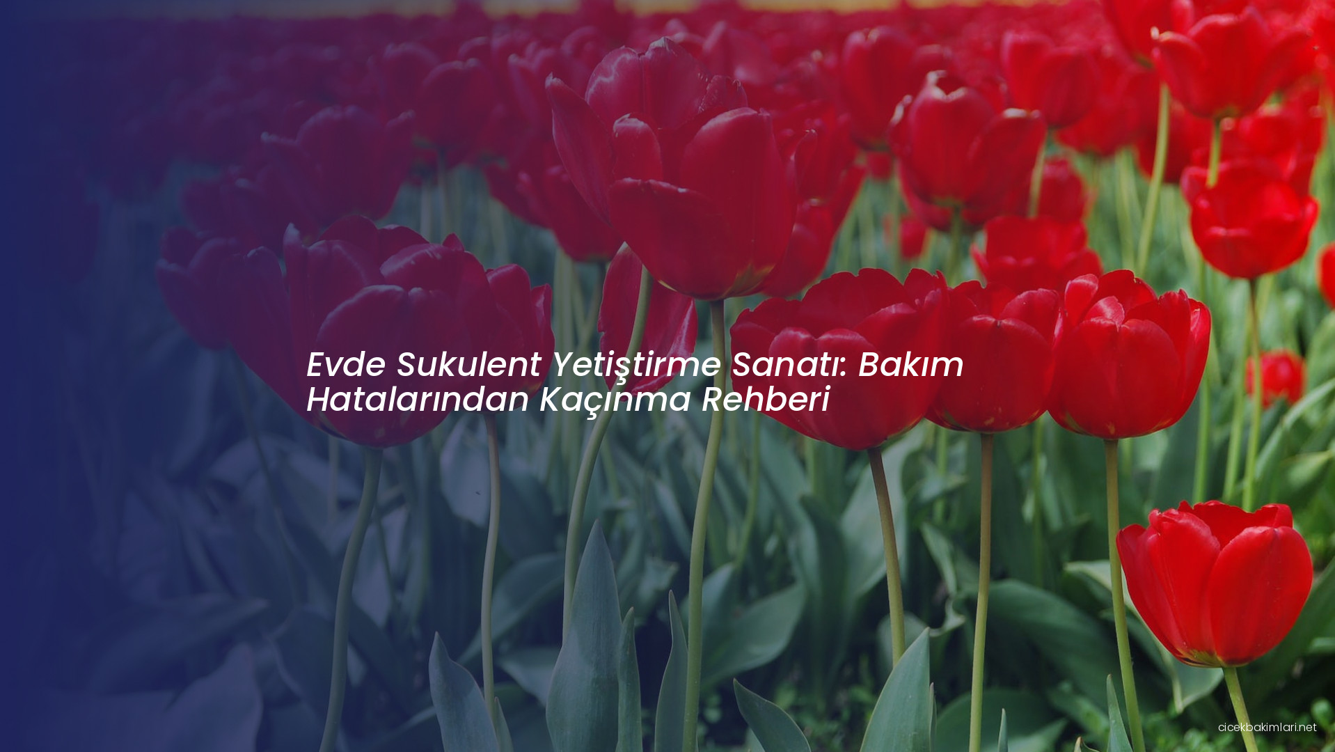 Evde Sukulent Yetiştirme Sanatı: Bakım Hatalarından Kaçınma Rehberi