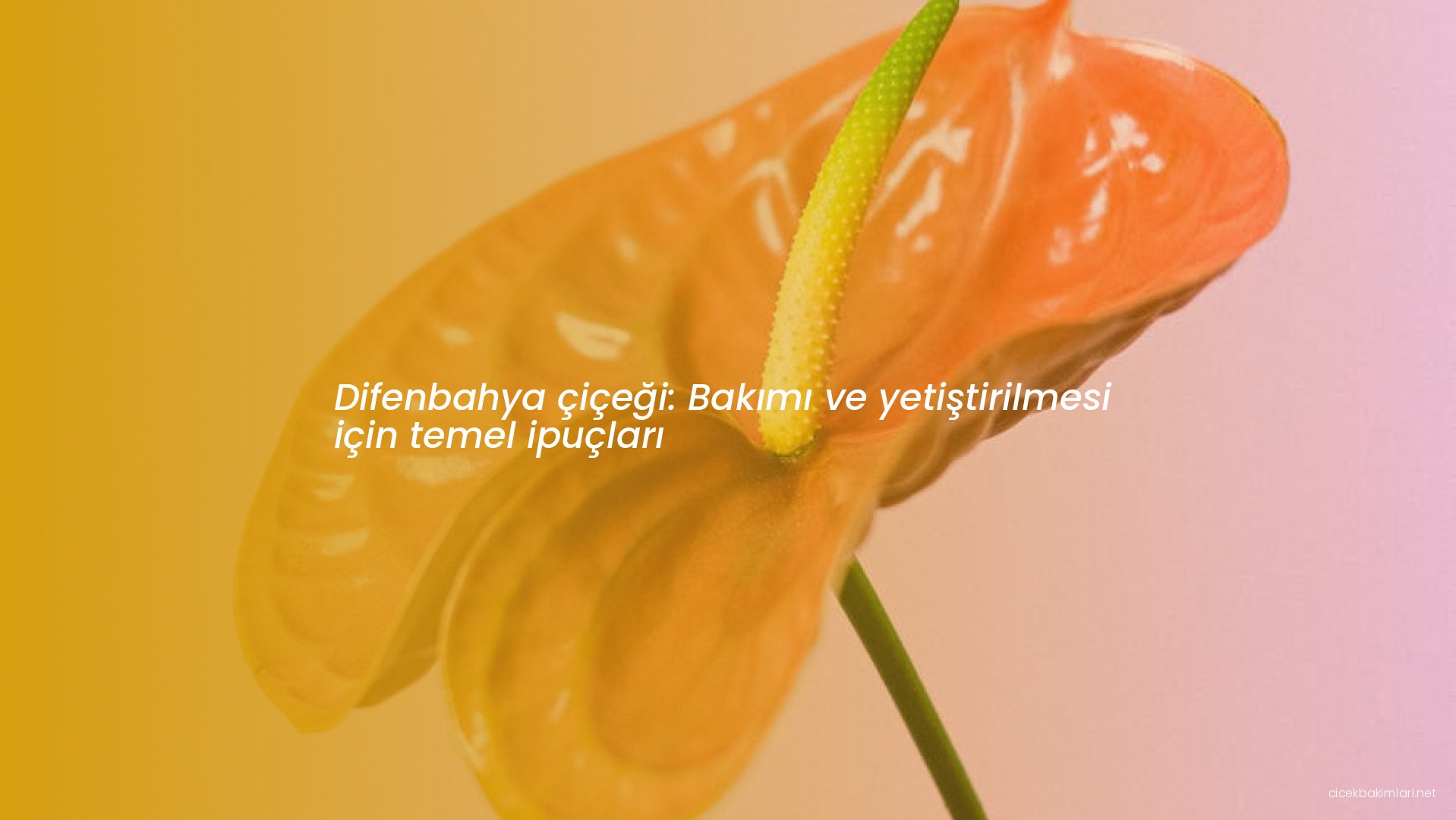 Difenbahya çiçeği: Bakımı ve yetiştirilmesi için temel ipuçları