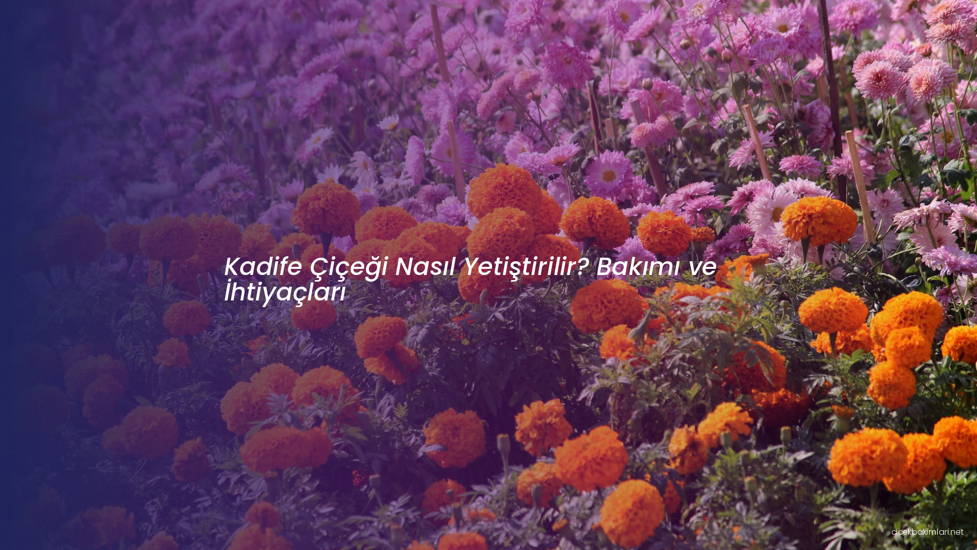 Kadife Çiçeği Nasıl Yetiştirilir? Bakımı ve İhtiyaçları