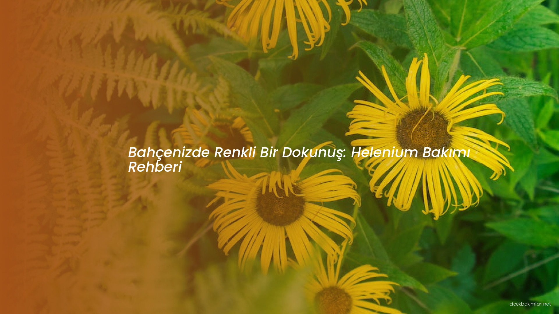 Bahçenizde Renkli Bir Dokunuş: Helenium Bakımı Rehberi