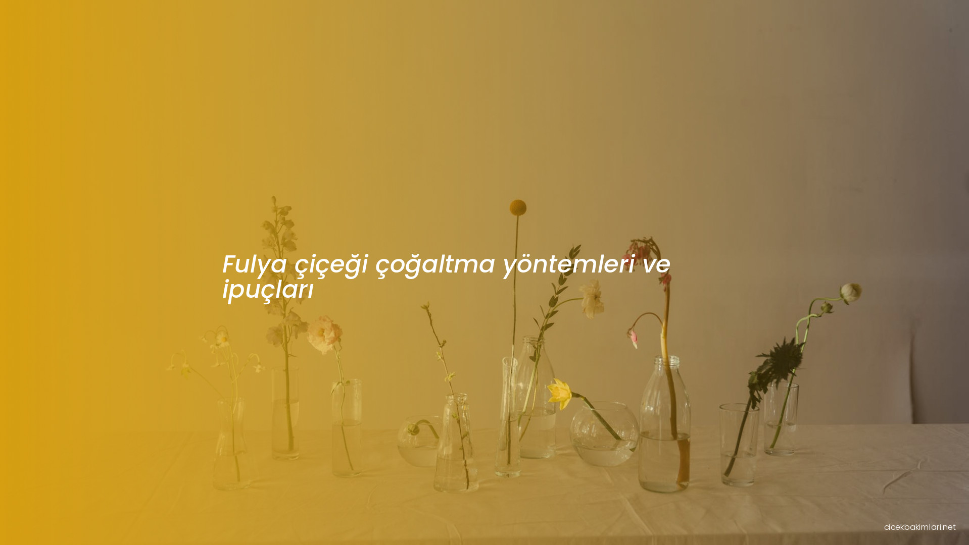 Fulya çiçeği çoğaltma yöntemleri ve ipuçları