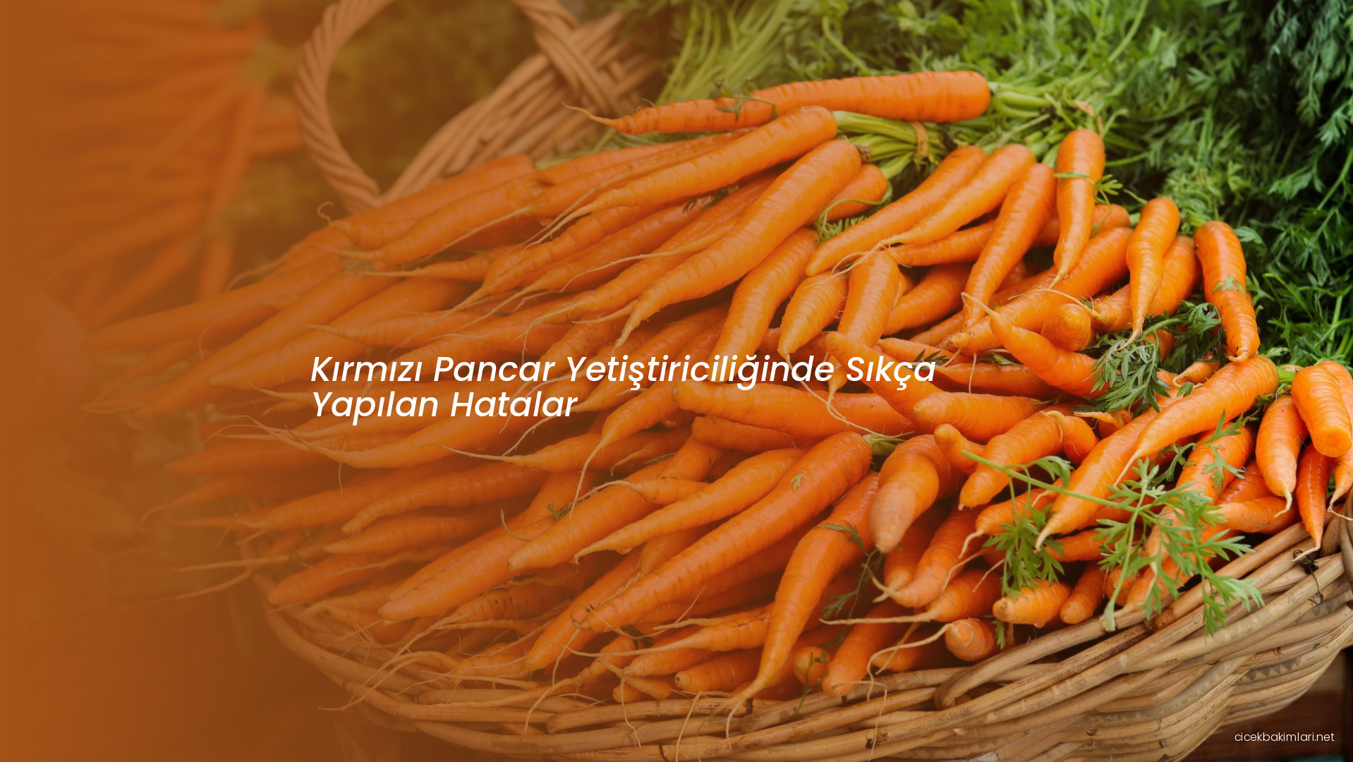 Kırmızı Pancar Yetiştiriciliğinde Sıkça Yapılan Hatalar