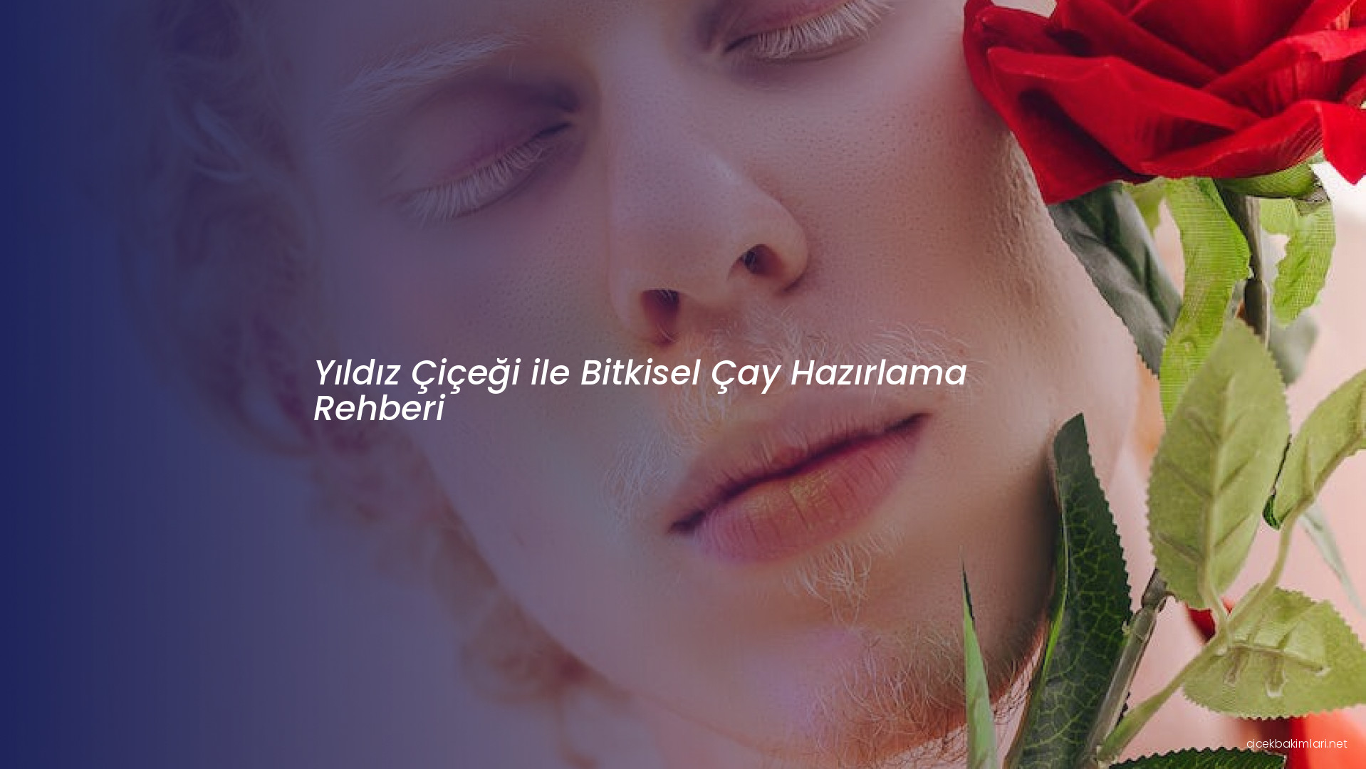 Yıldız Çiçeği ile Bitkisel Çay Hazırlama Rehberi