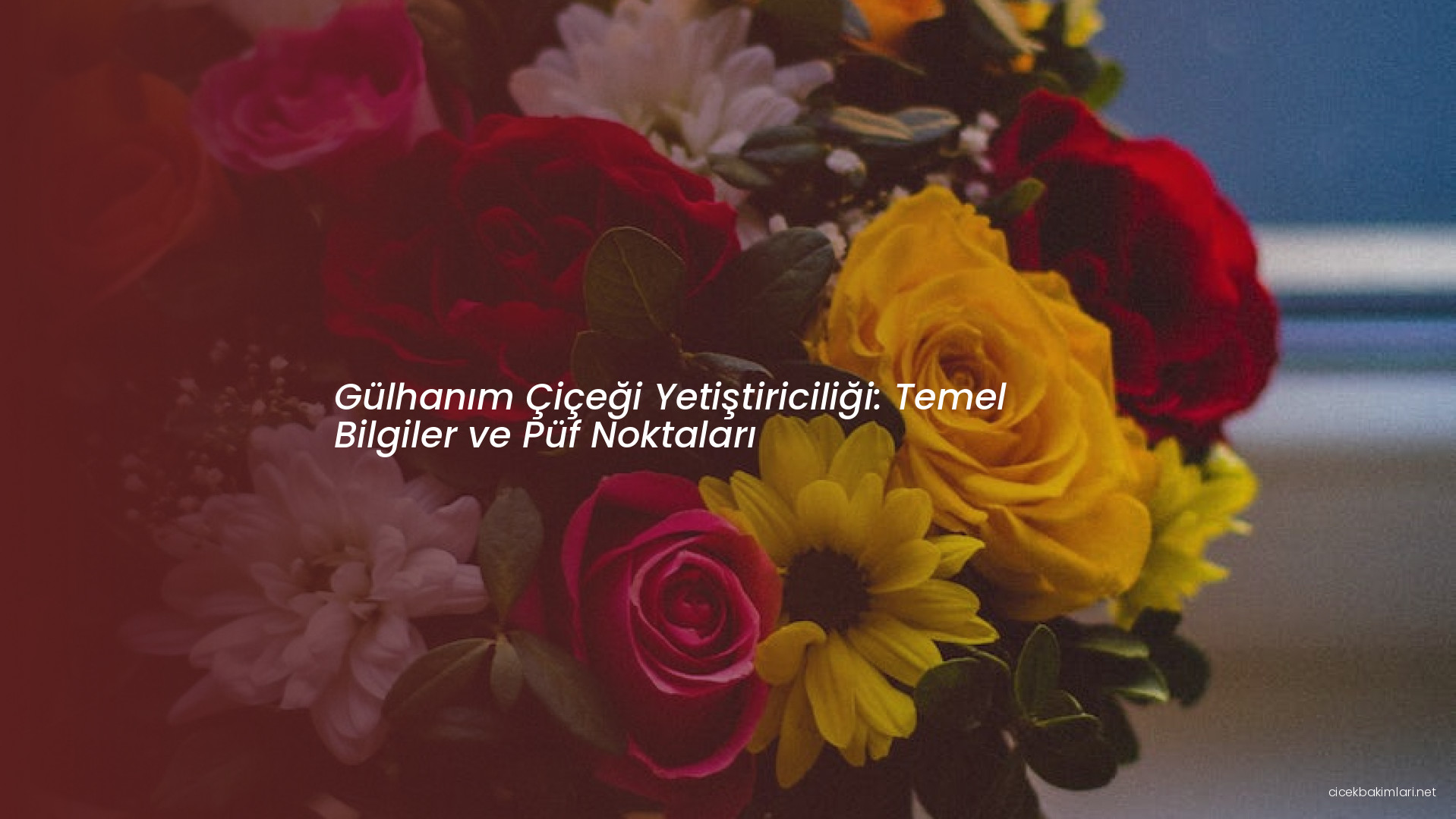 Gülhanım Çiçeği Yetiştiriciliği: Temel Bilgiler ve Püf Noktaları