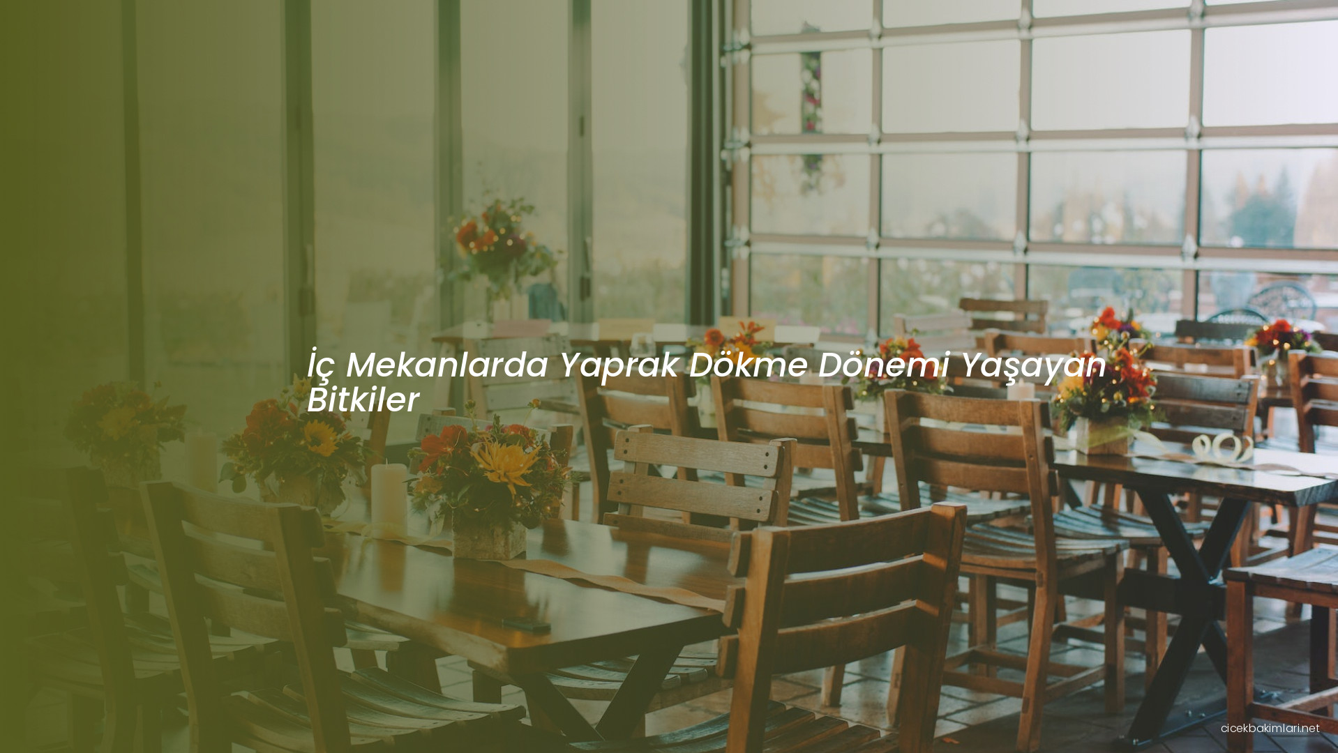 İç Mekanlarda Yaprak Dökme Dönemi Yaşayan Bitkiler