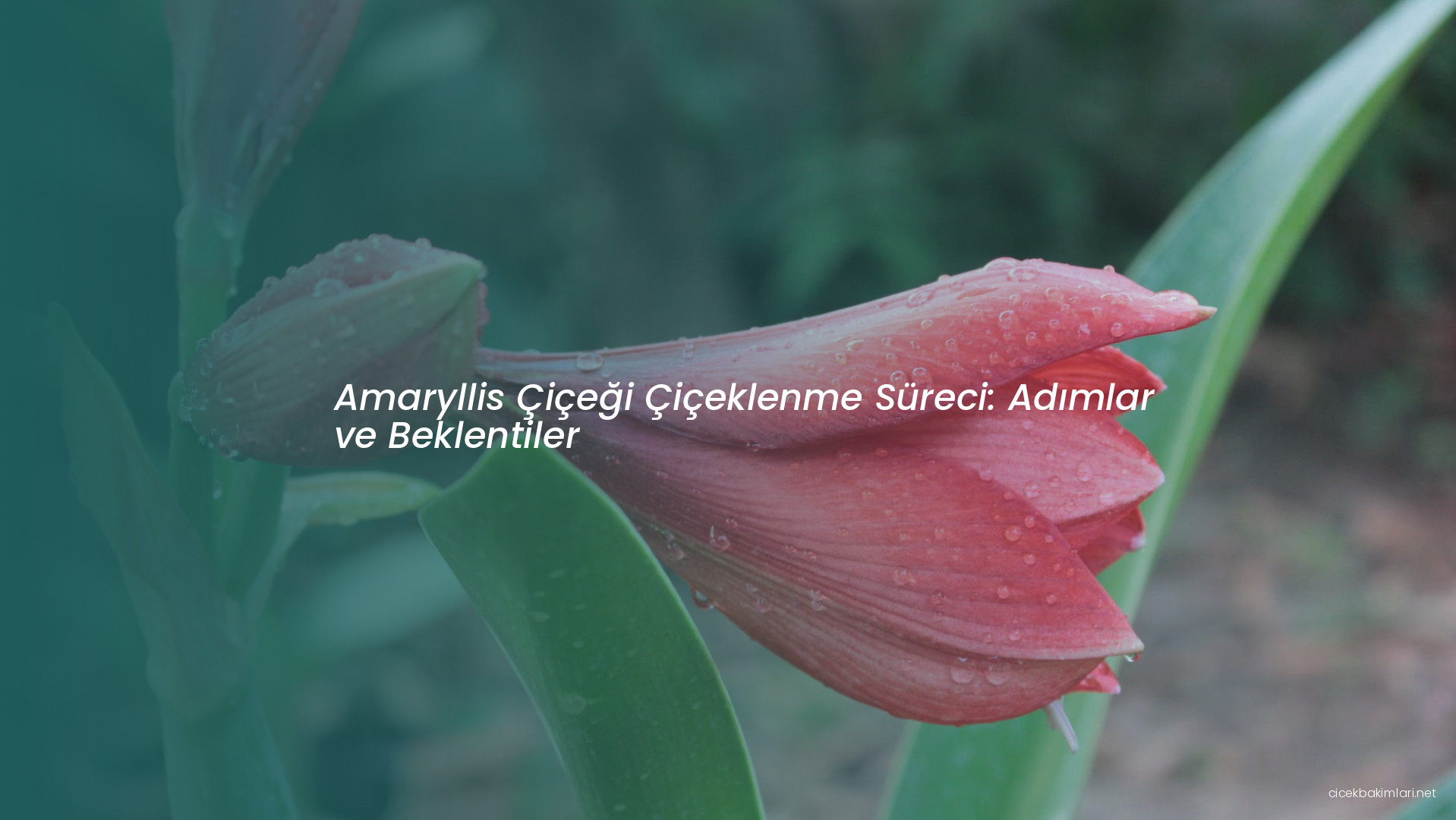 Amaryllis Çiçeği Çiçeklenme Süreci: Adımlar ve Beklentiler