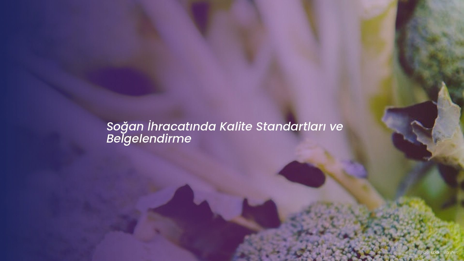 Soğan İhracatında Kalite Standartları ve Belgelendirme