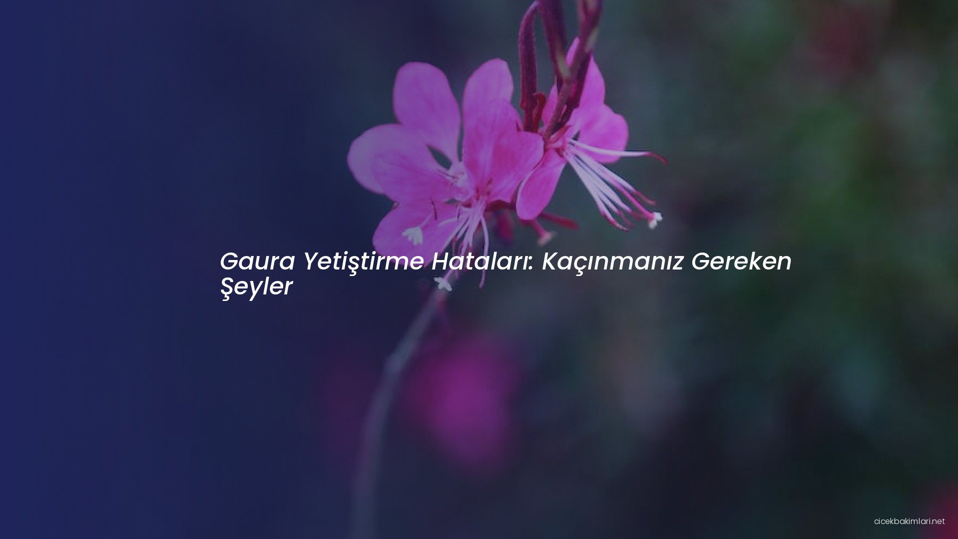Gaura Yetiştirme Hataları: Kaçınmanız Gereken Şeyler
