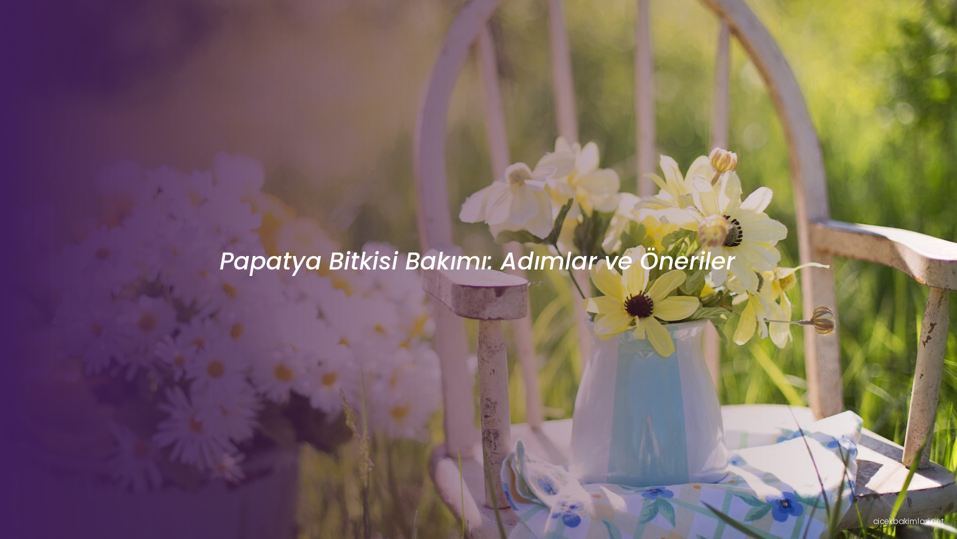 Papatya Bitkisi Bakımı: Adımlar ve Öneriler