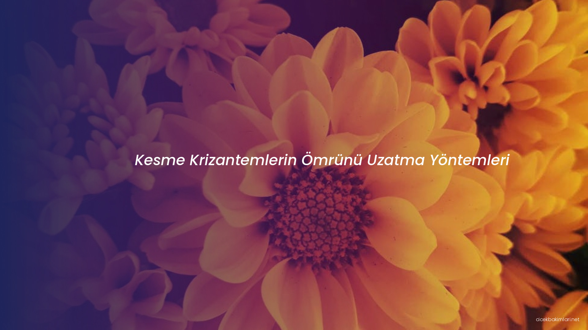 Kesme Krizantemlerin Ömrünü Uzatma Yöntemleri