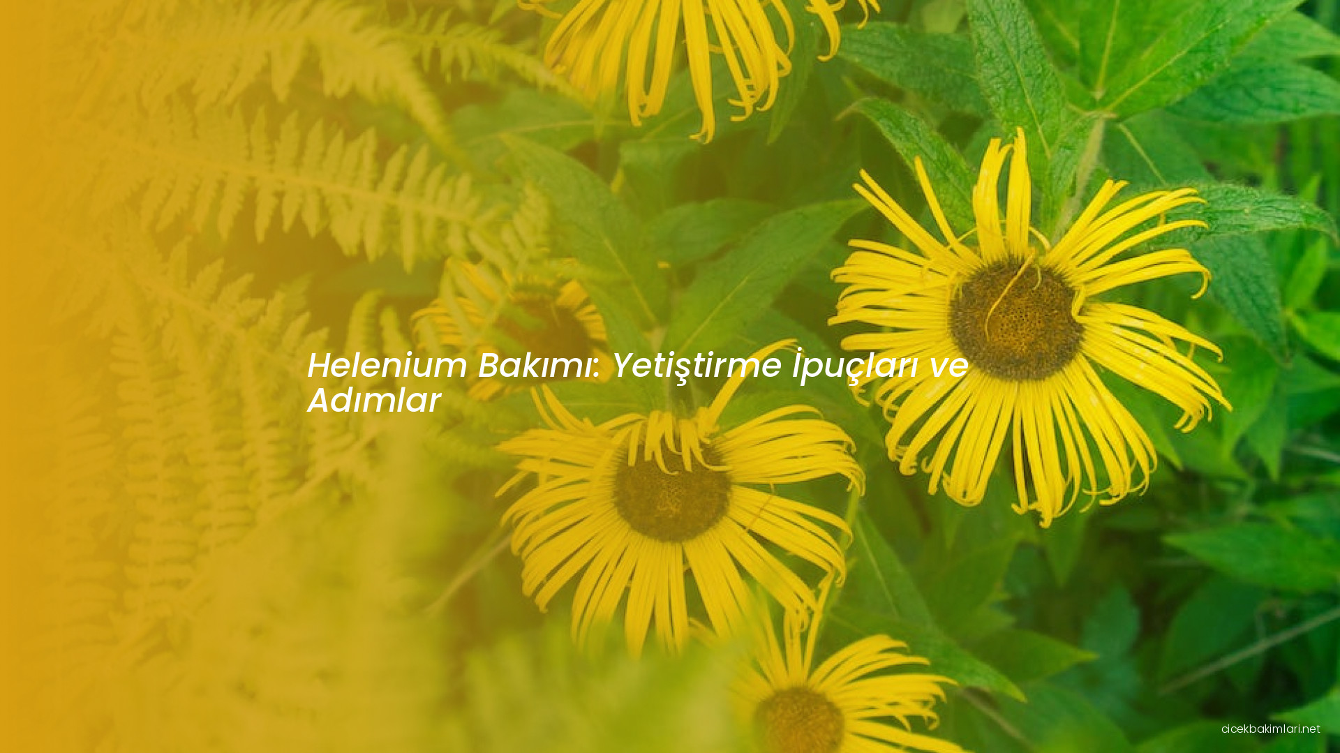 Helenium Bakımı: Yetiştirme İpuçları ve Adımlar