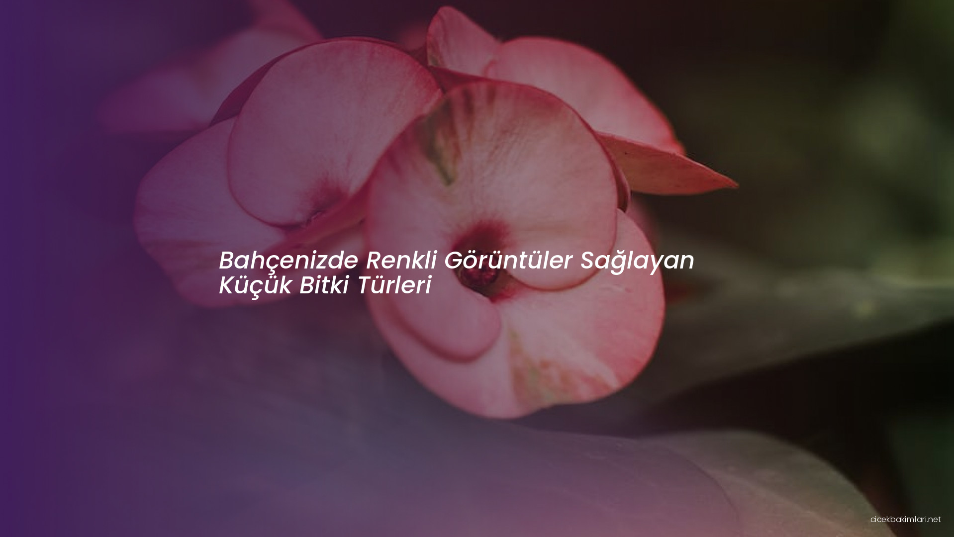 Bahçenizde Renkli Görüntüler Sağlayan Küçük Bitki Türleri