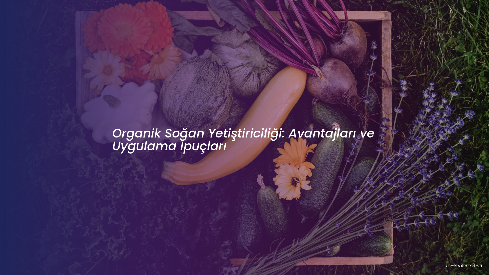 Organik Soğan Yetiştiriciliği: Avantajları ve Uygulama İpuçları