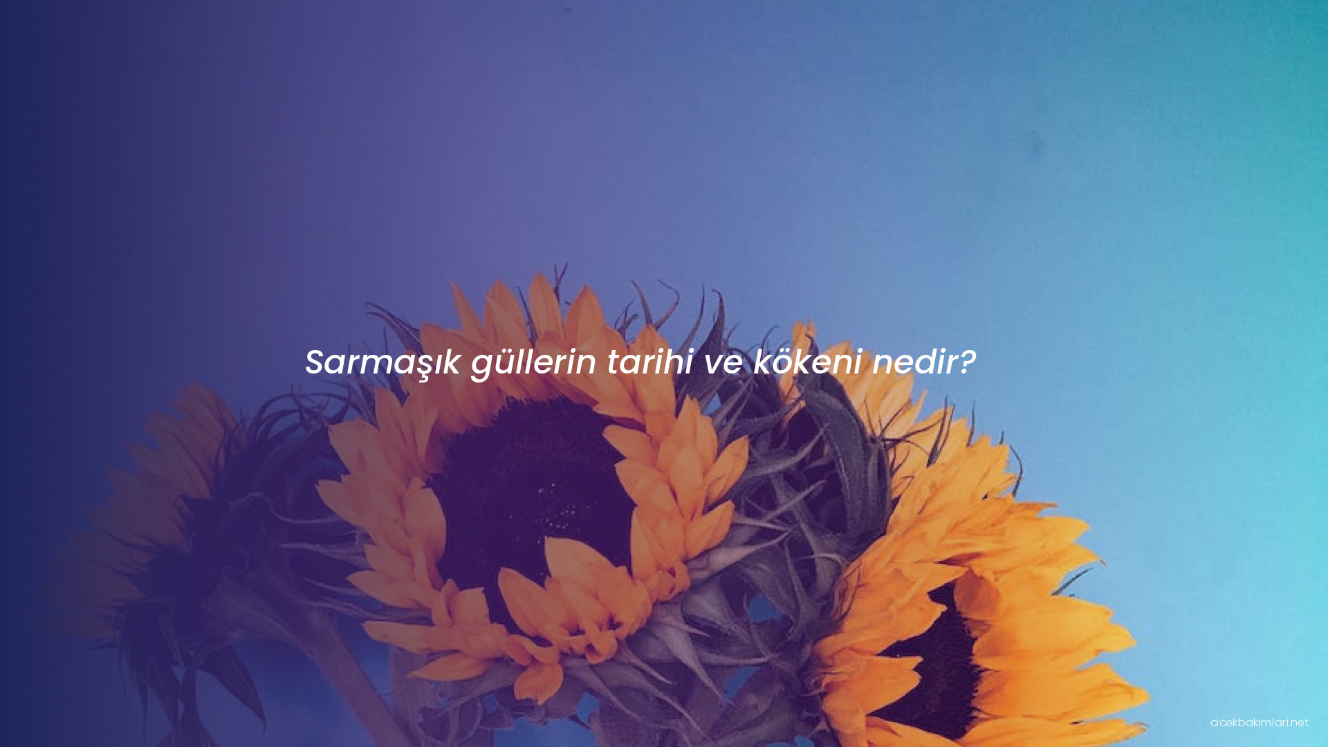 Sarmaşık güllerin tarihi ve kökeni nedir?
