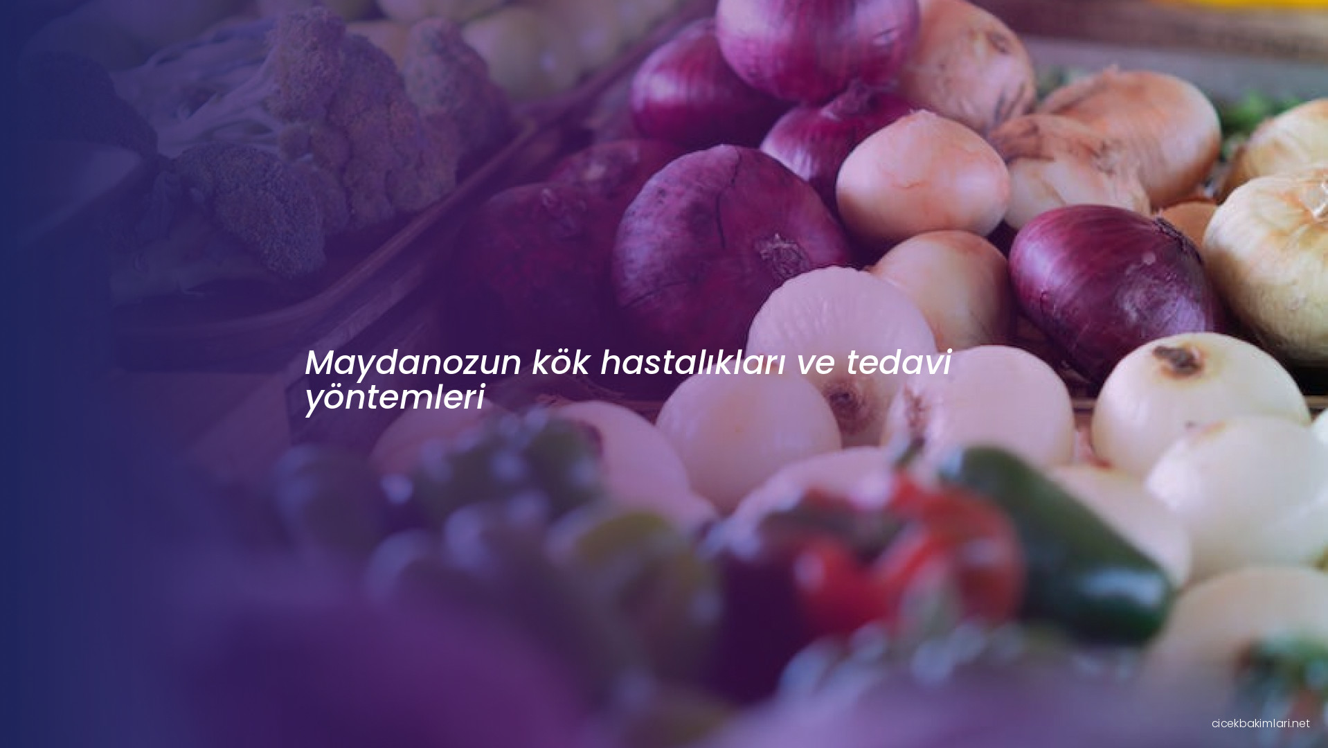 Maydanozun kök hastalıkları ve tedavi yöntemleri