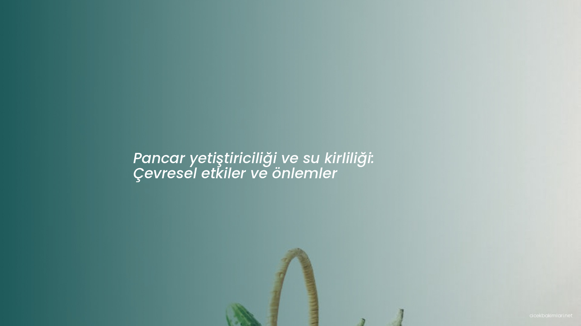 Pancar yetiştiriciliği ve su kirliliği: Çevresel etkiler ve önlemler