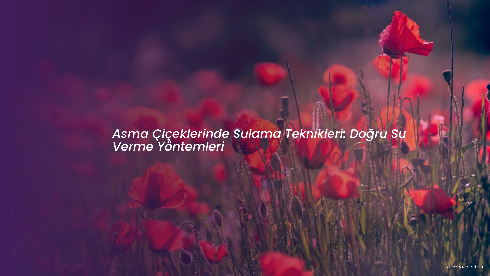 Asma Çiçeklerinde Sulama Teknikleri: Doğru Su Verme Yöntemleri