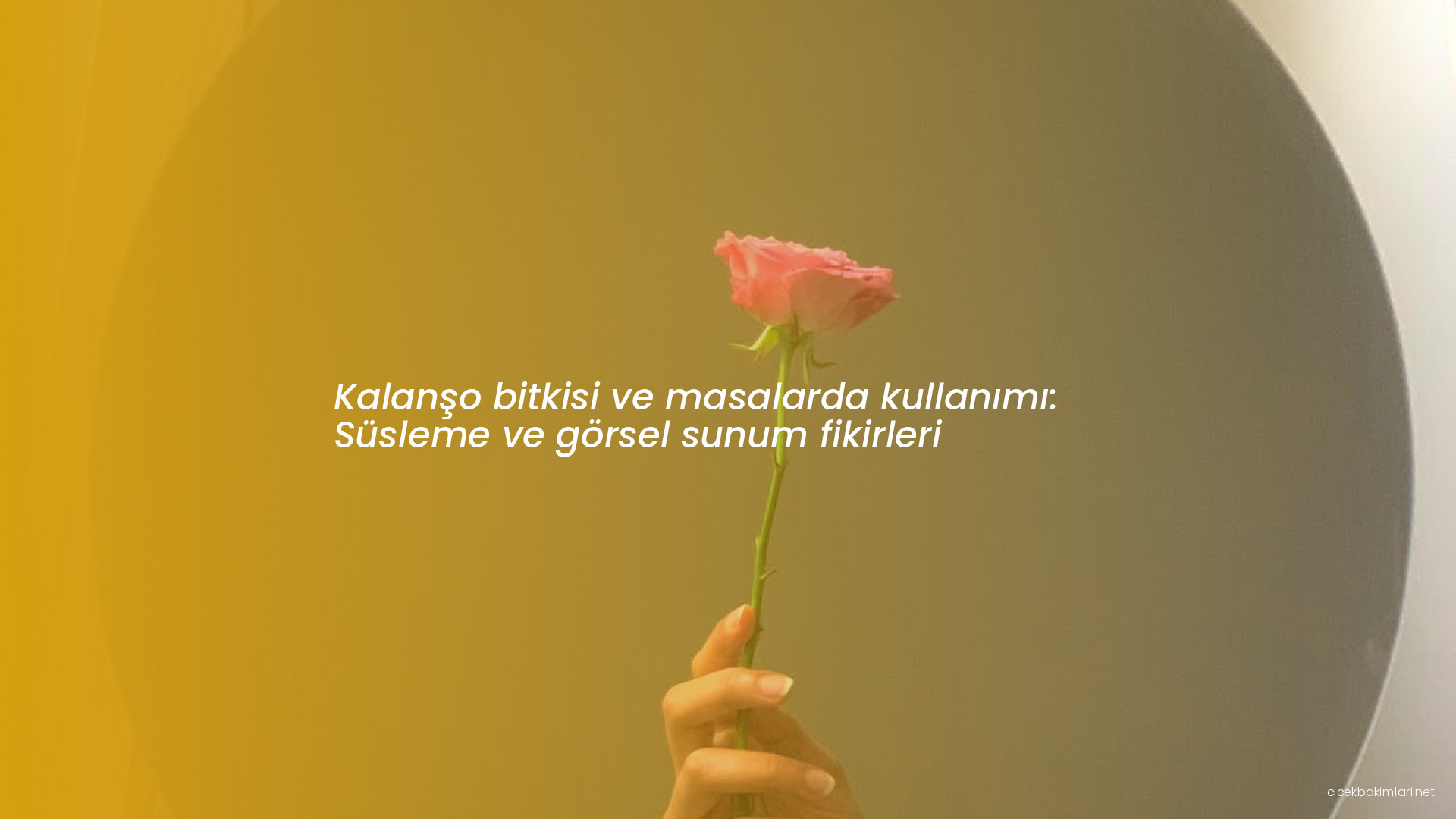 Kalanşo bitkisi ve masalarda kullanımı: Süsleme ve görsel sunum fikirleri