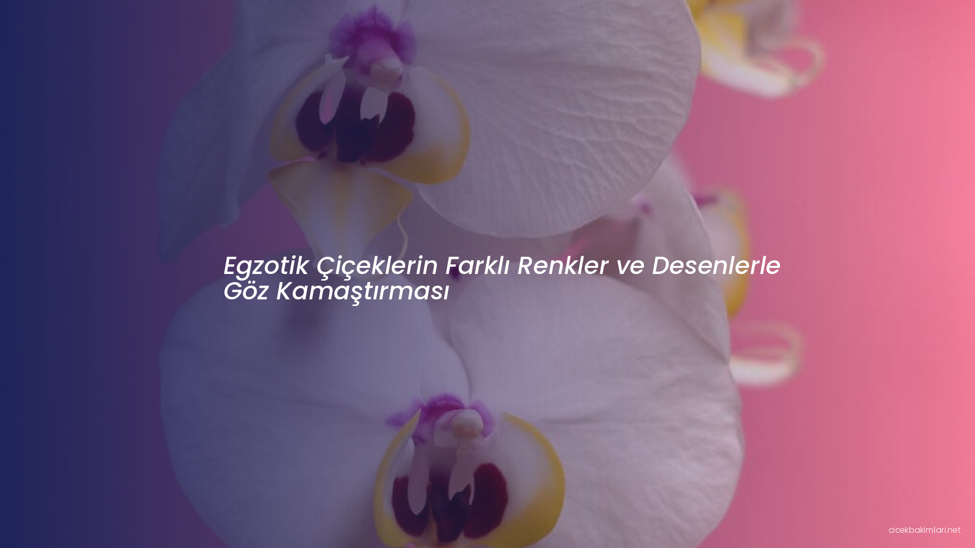Egzotik Çiçeklerin Farklı Renkler ve Desenlerle Göz Kamaştırması