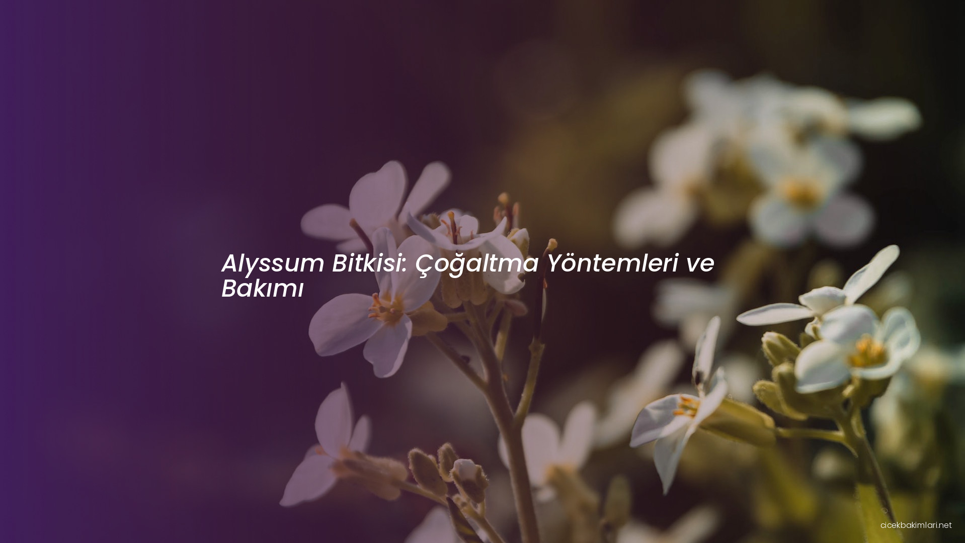 Alyssum Bitkisi: Çoğaltma Yöntemleri ve Bakımı
