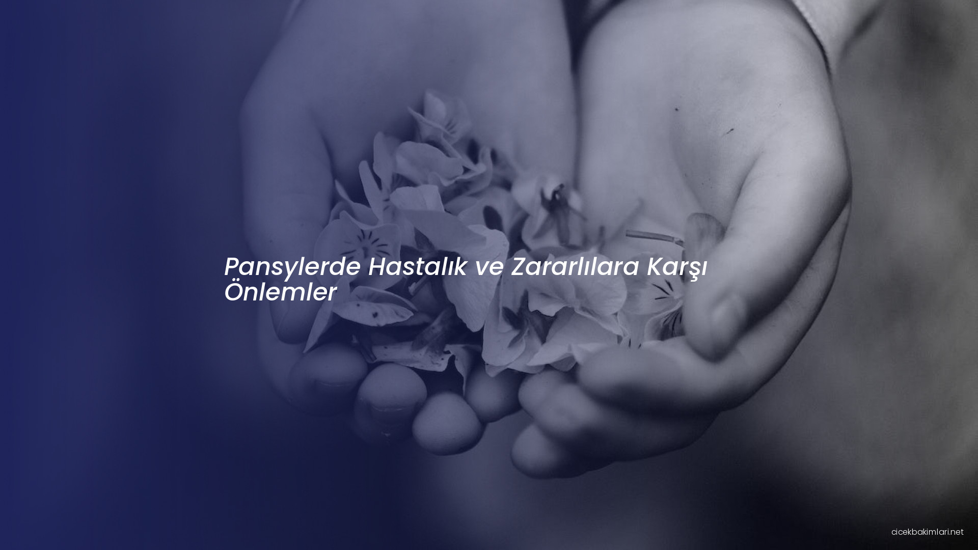 Pansylerde Hastalık ve Zararlılara Karşı Önlemler