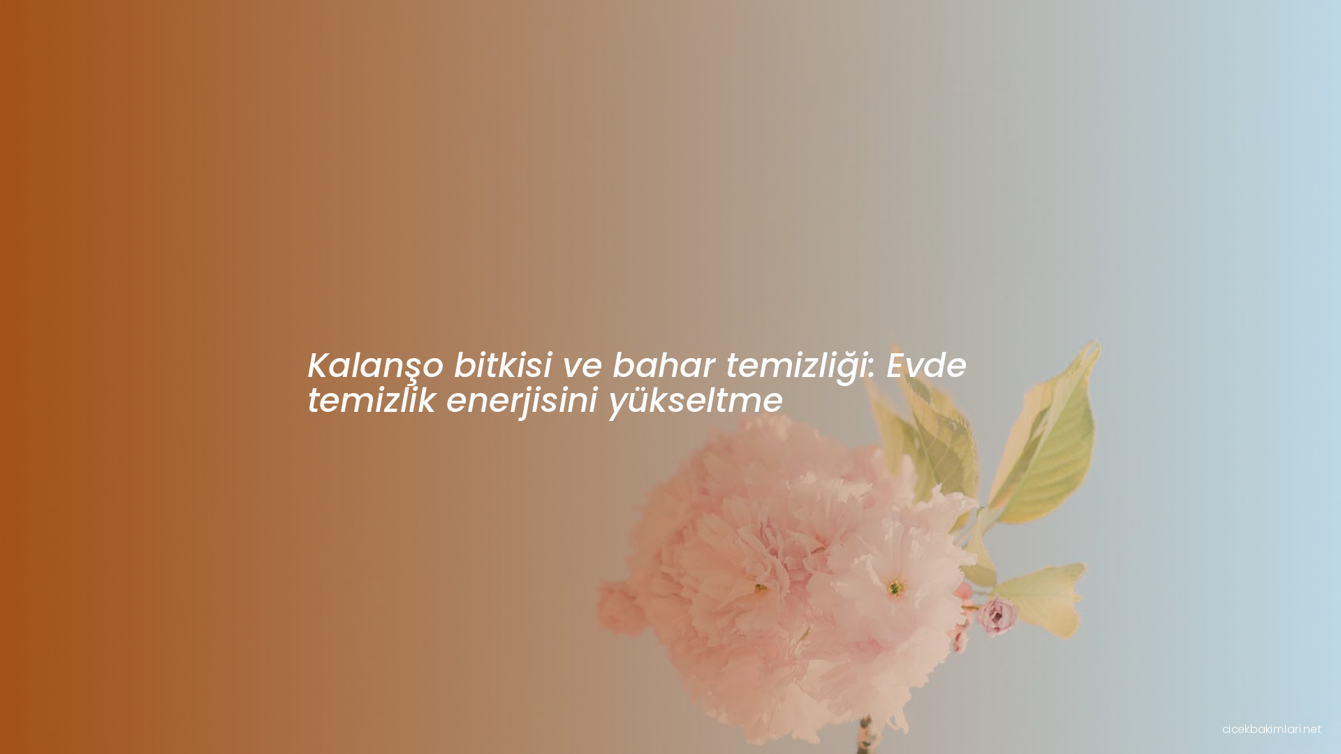 Kalanşo bitkisi ve bahar temizliği: Evde temizlik enerjisini yükseltme