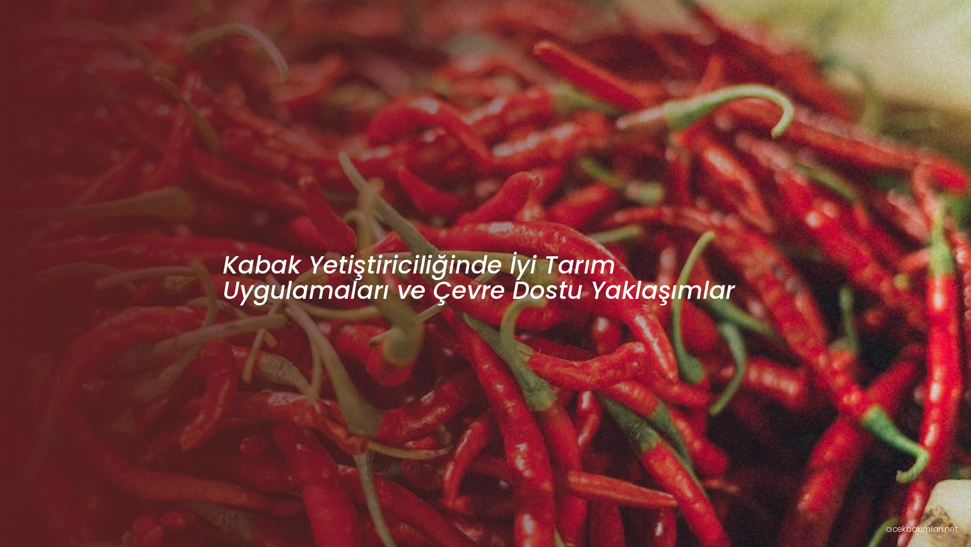 Kabak Yetiştiriciliğinde İyi Tarım Uygulamaları ve Çevre Dostu Yaklaşımlar