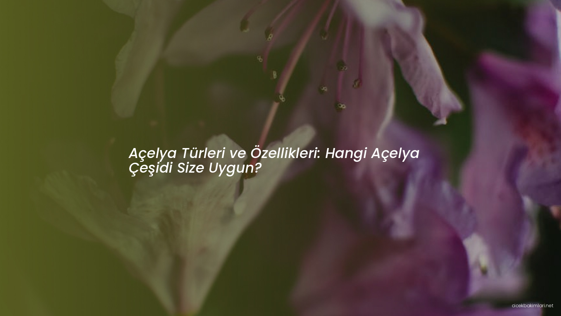 Açelya Türleri ve Özellikleri: Hangi Açelya Çeşidi Size Uygun?