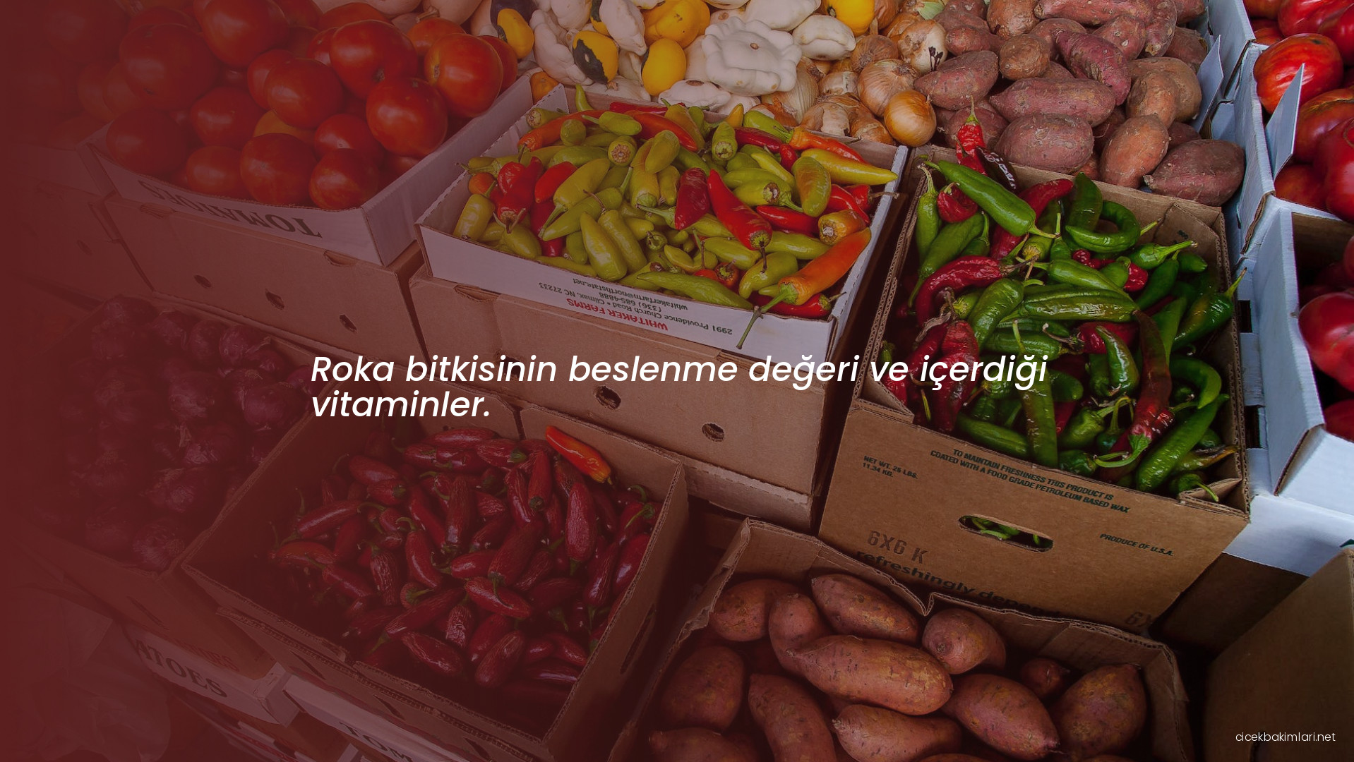 Roka bitkisinin beslenme değeri ve içerdiği vitaminler.