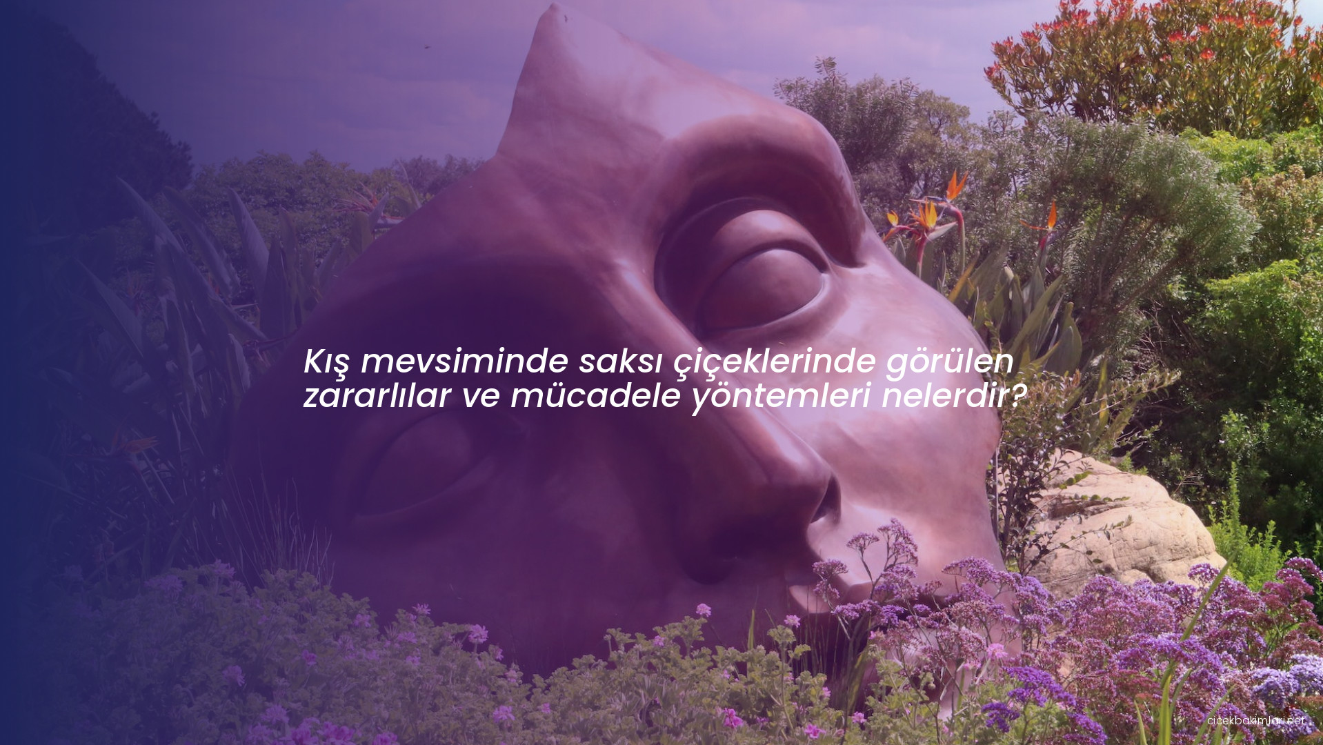 Kış mevsiminde saksı çiçeklerinde görülen zararlılar ve mücadele yöntemleri nelerdir?