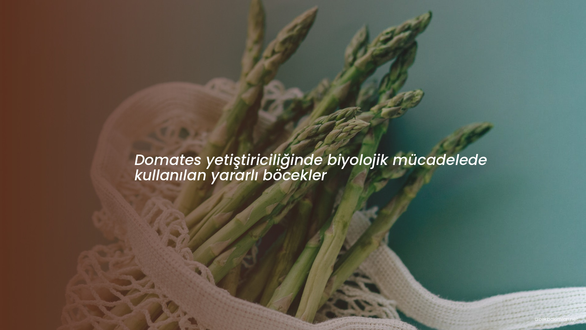 Domates yetiştiriciliğinde biyolojik mücadelede kullanılan yararlı böcekler