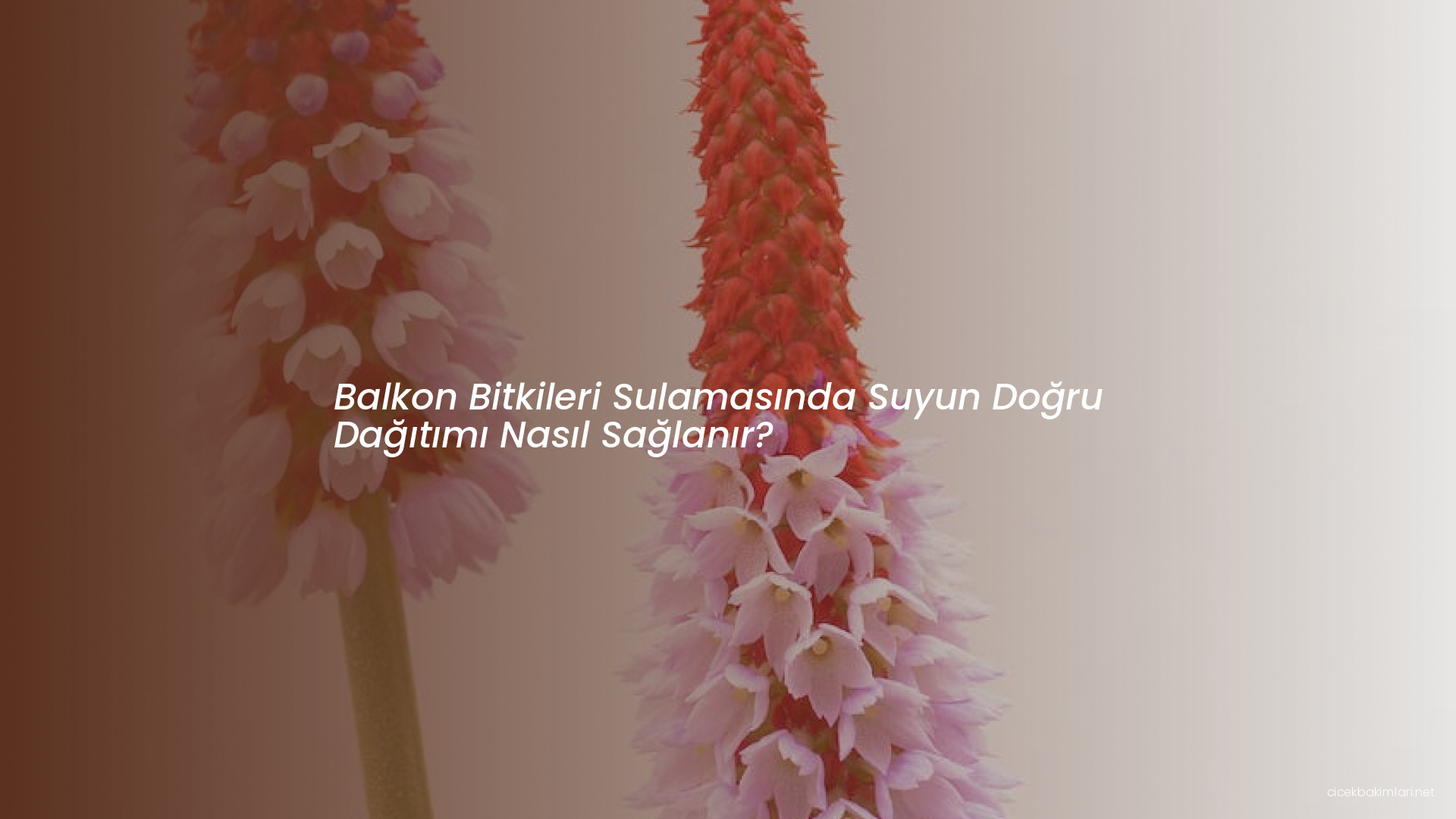 Balkon Bitkileri Sulamasında Suyun Doğru Dağıtımı Nasıl Sağlanır?