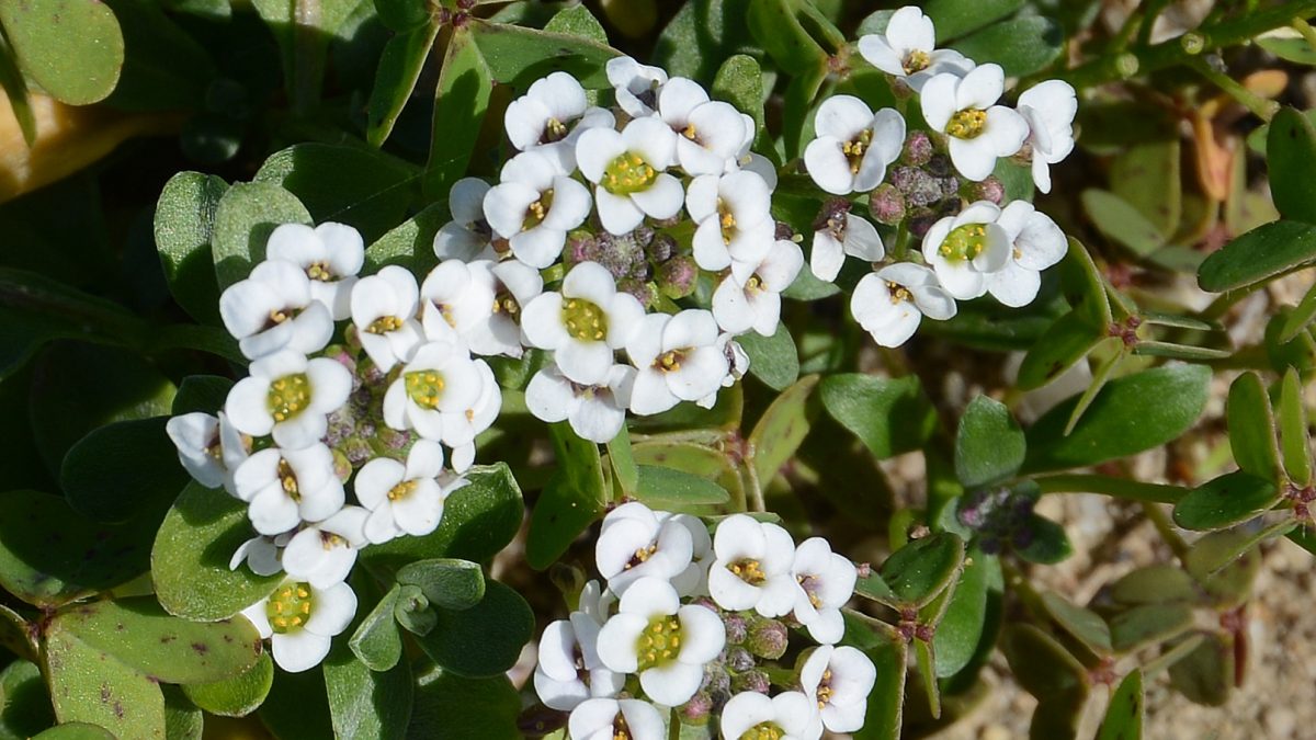 Alyssum bitkisi için hangi gübreler tercih edilm