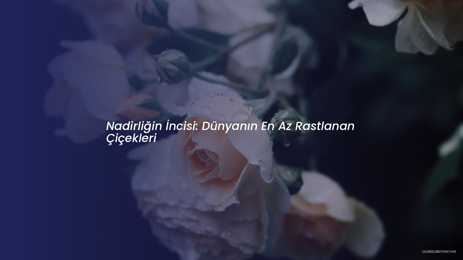 Nadirliğin İncisi: Dünyanın En Az Rastlanan Çiçekleri